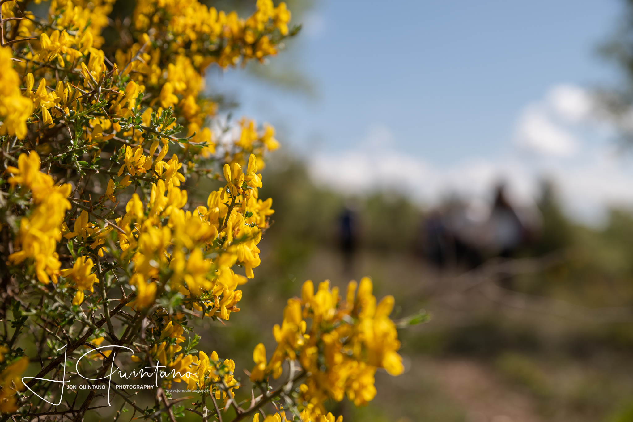 Conociendo la Apicultura Tradicional (Pineda Trasmonte) - 6