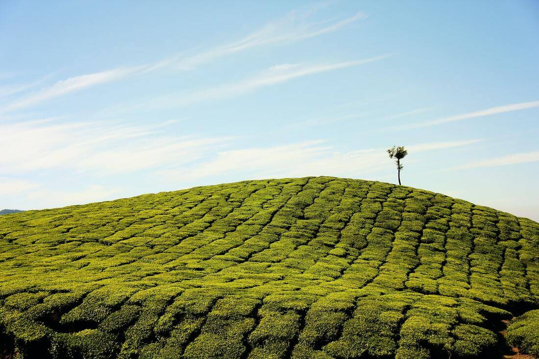 Tea Harvester
