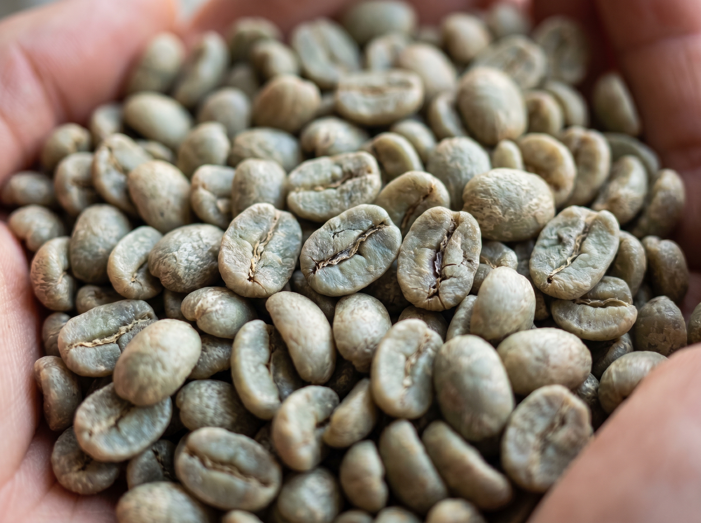 Limu Washed Arabica