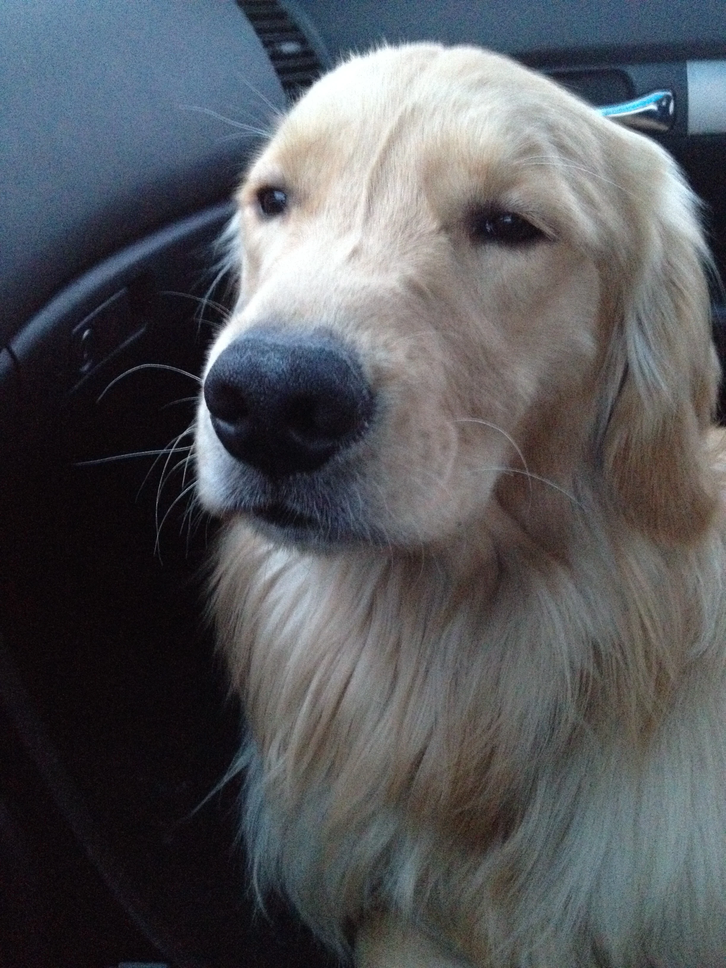 Newton the golden retriever