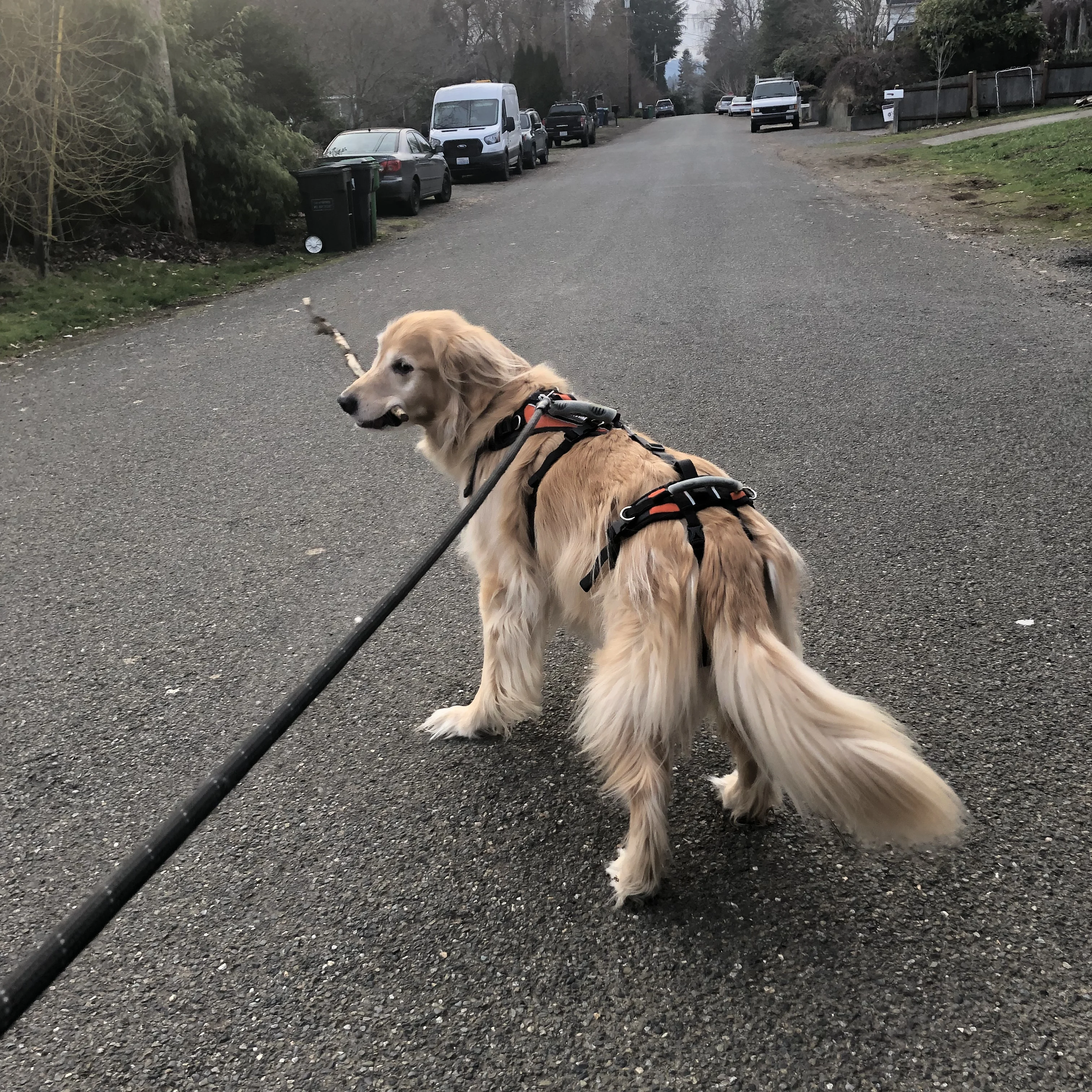 Newton the golden retriever