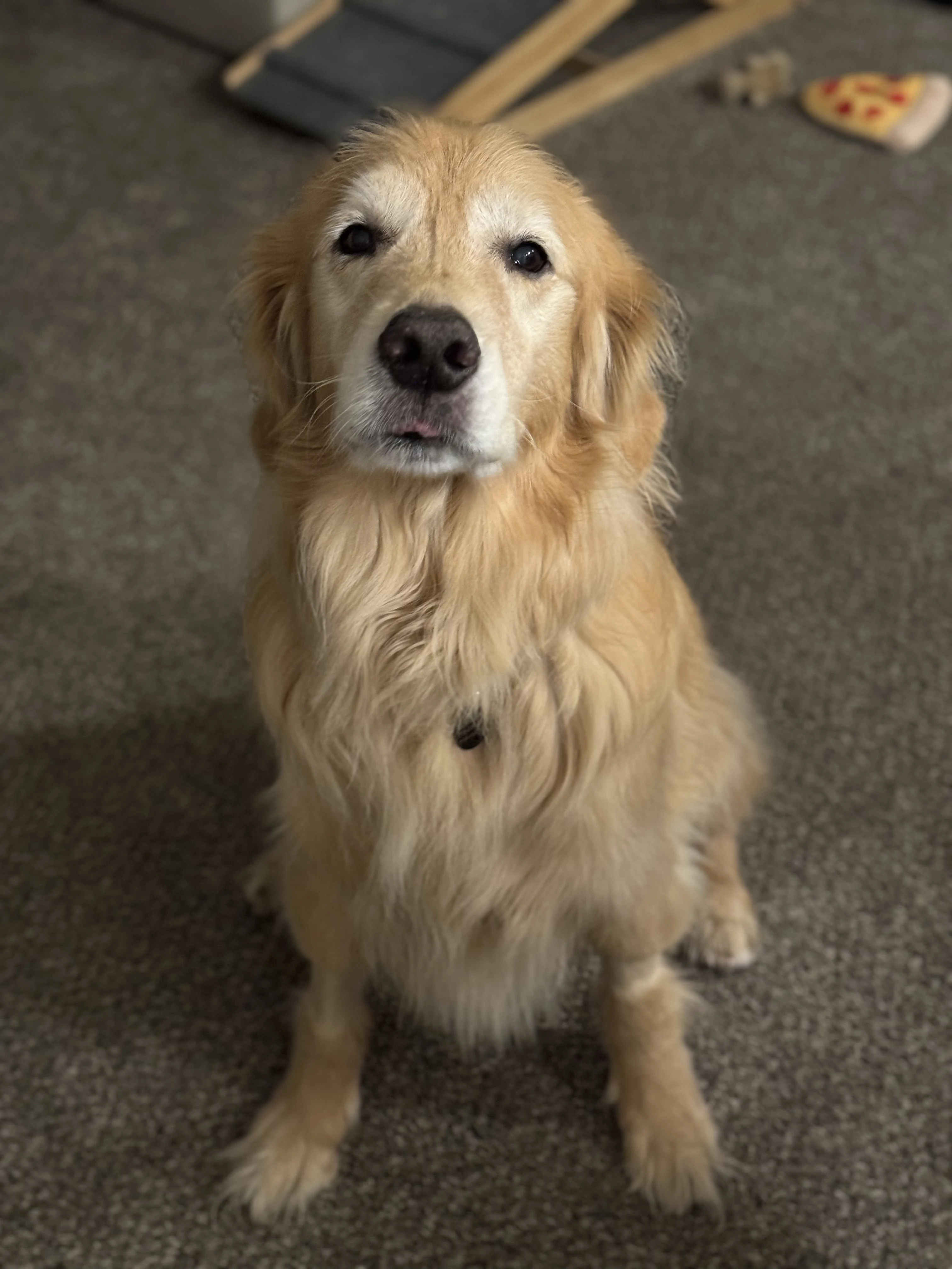 Newton the golden retriever