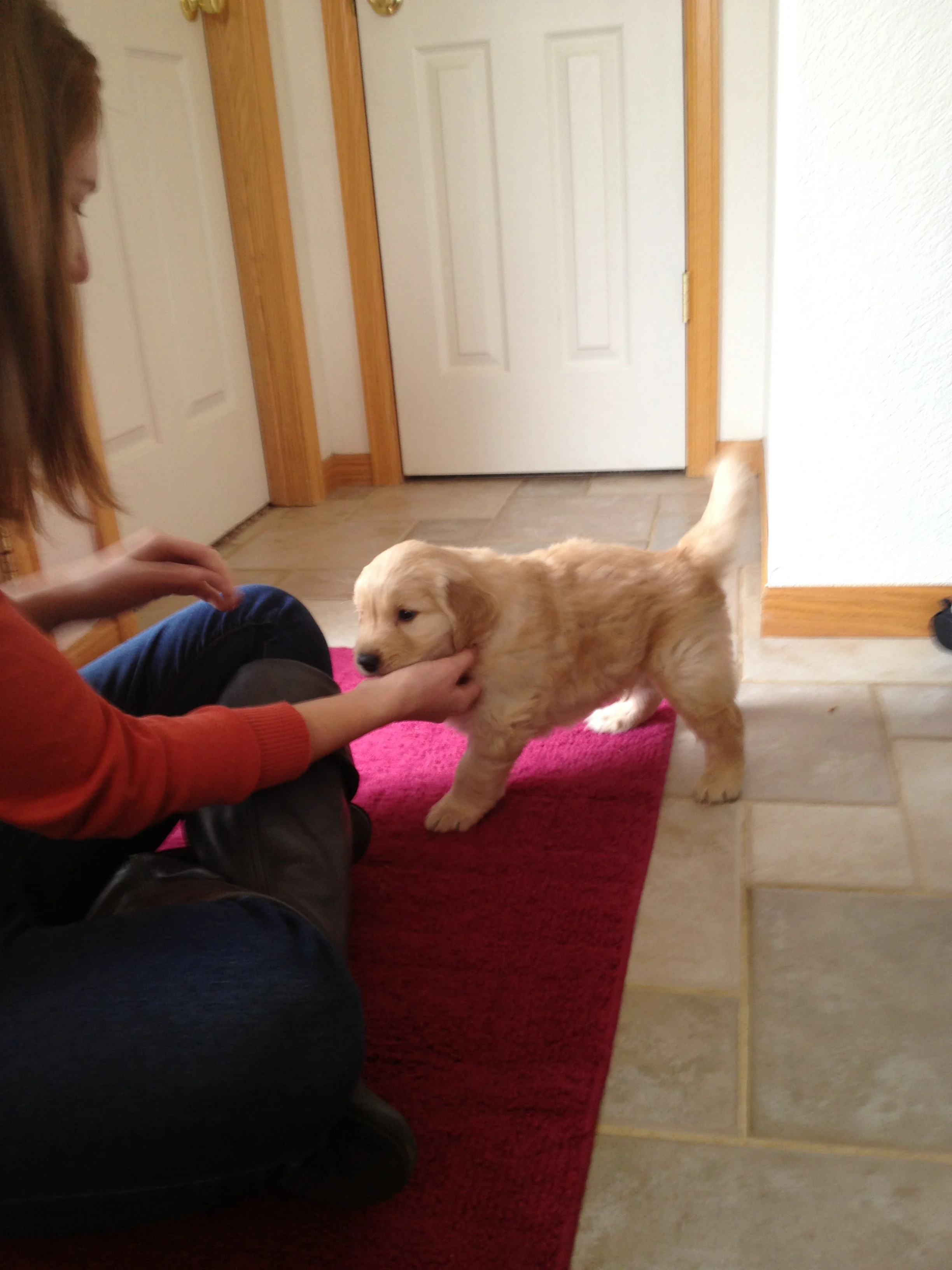 Newton the golden retriever