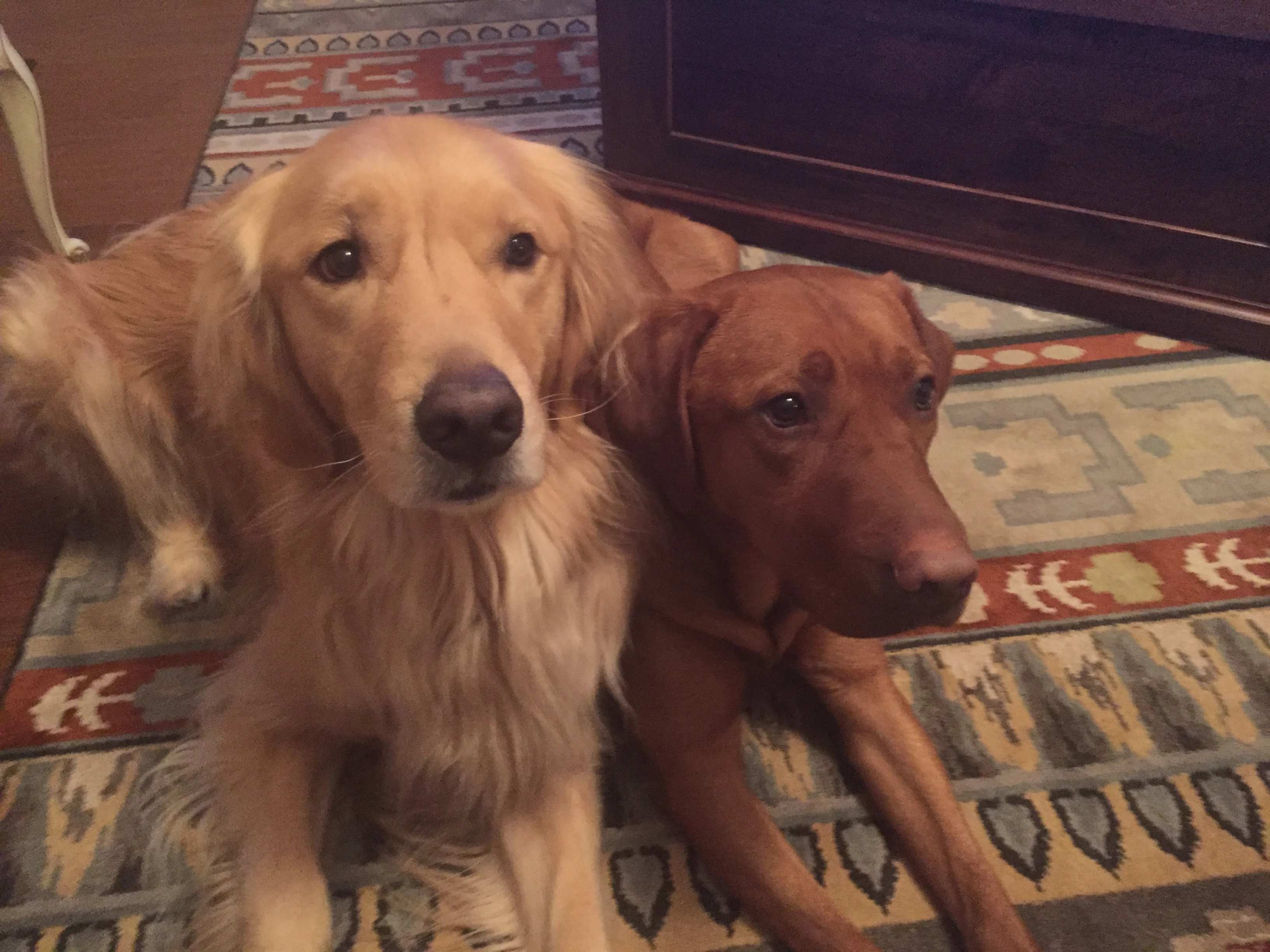 Newton the golden retriever