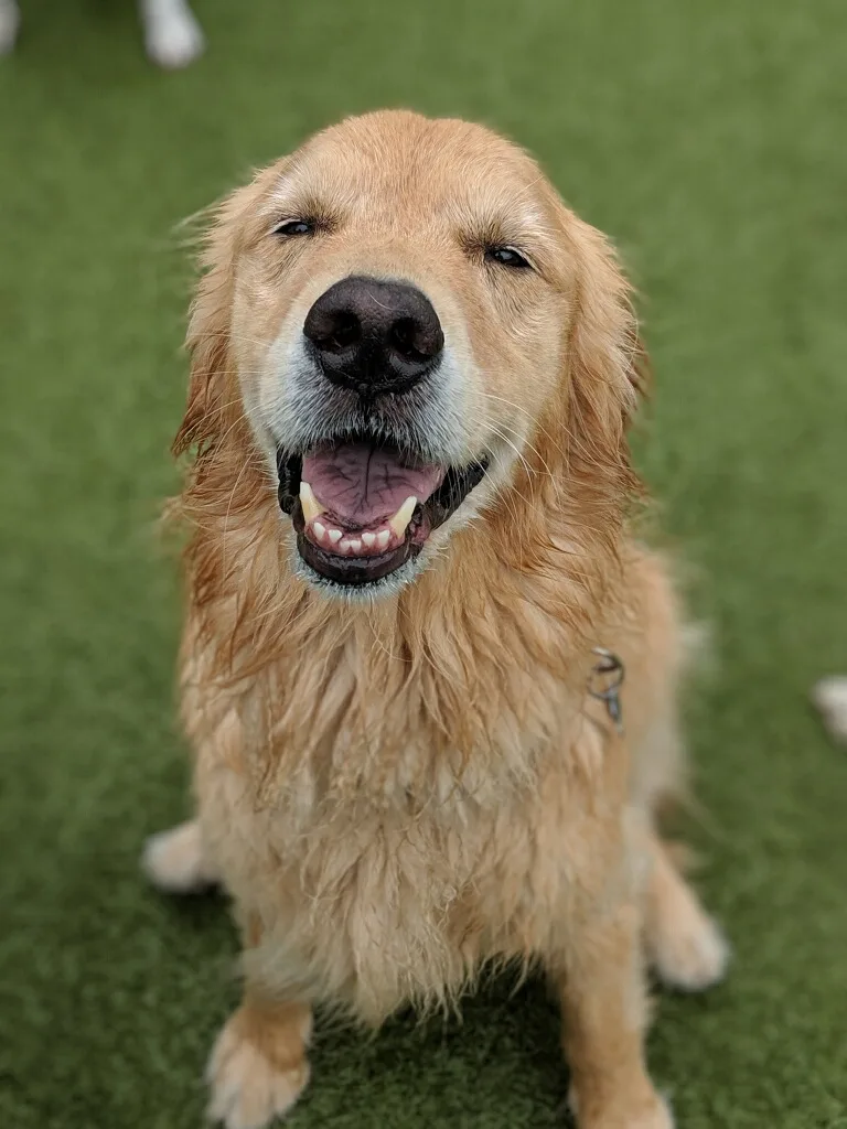 Newton the golden retriever sitting on his bottom on the turf field at doggy daycare on a bright summer day, smiling at the camera with squinting eyes