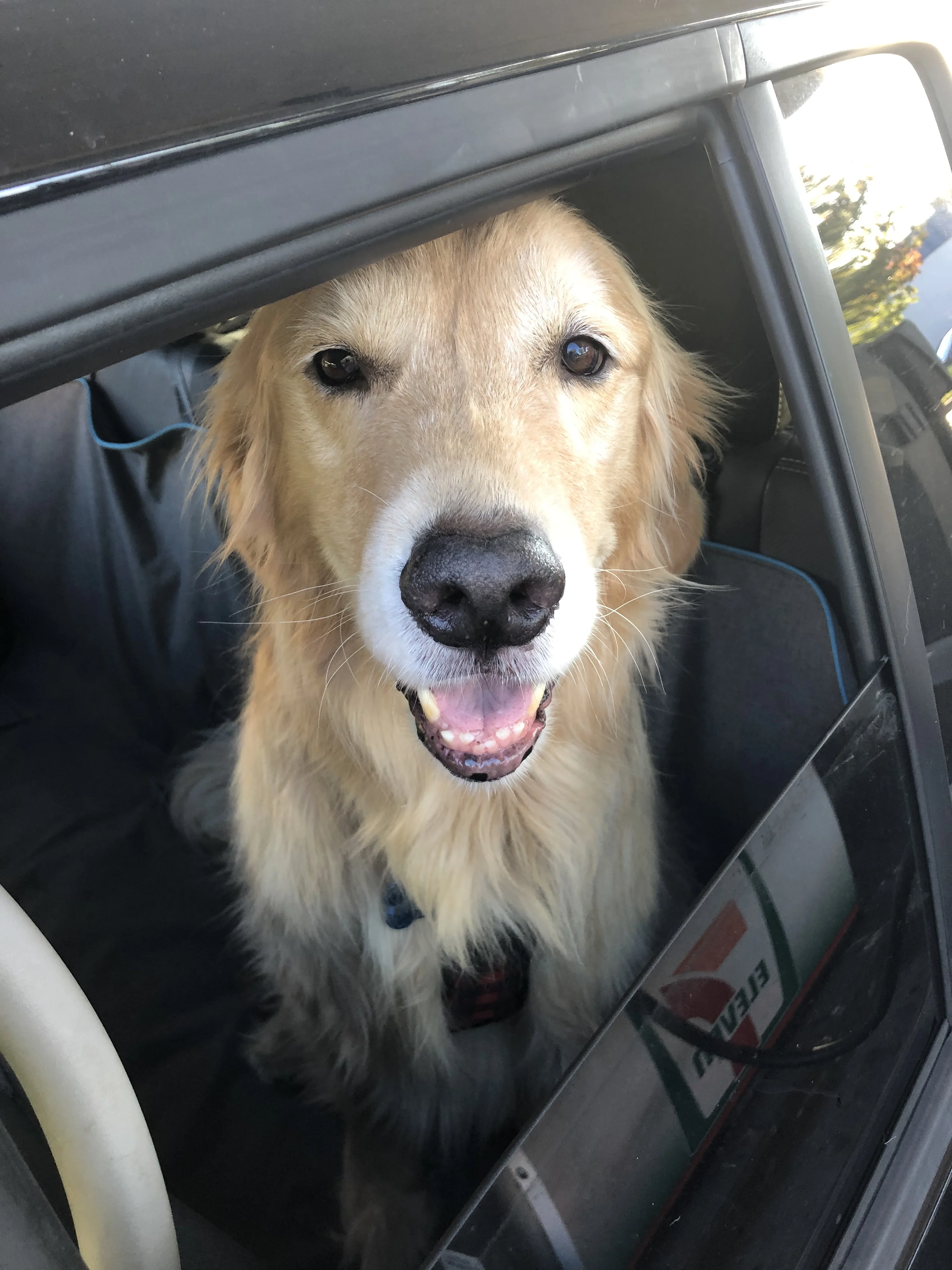 Newton the golden retriever