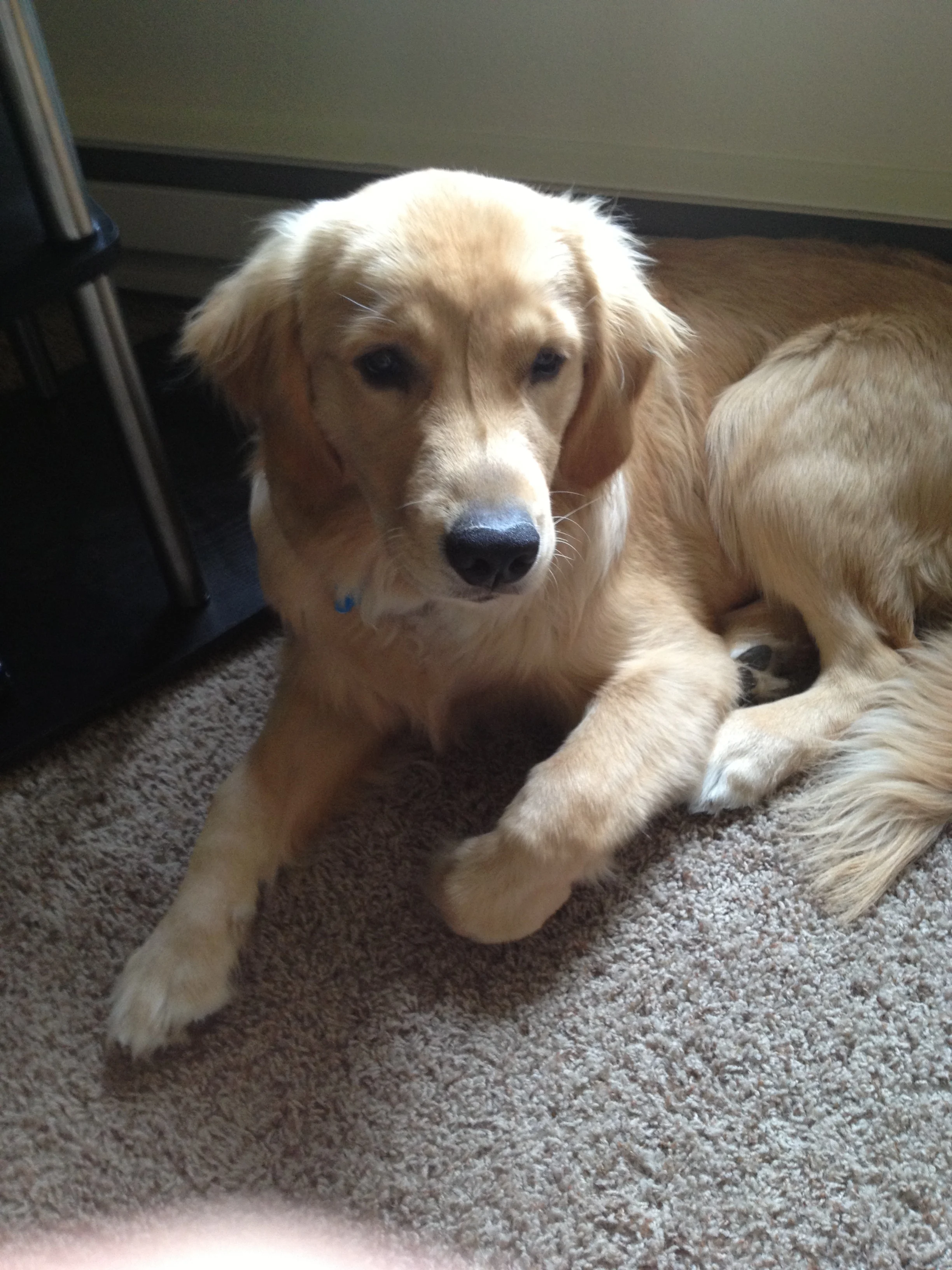 Newton the golden retriever