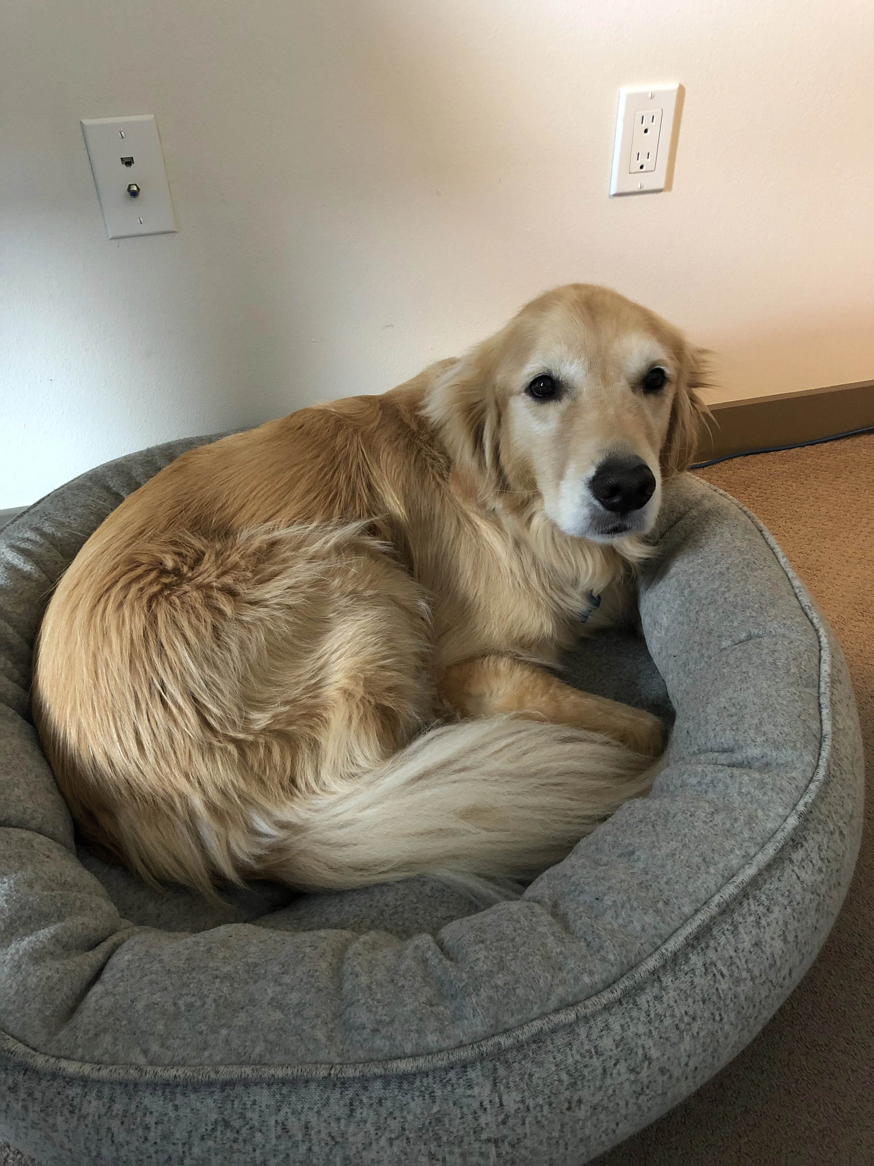 Newton the golden retriever