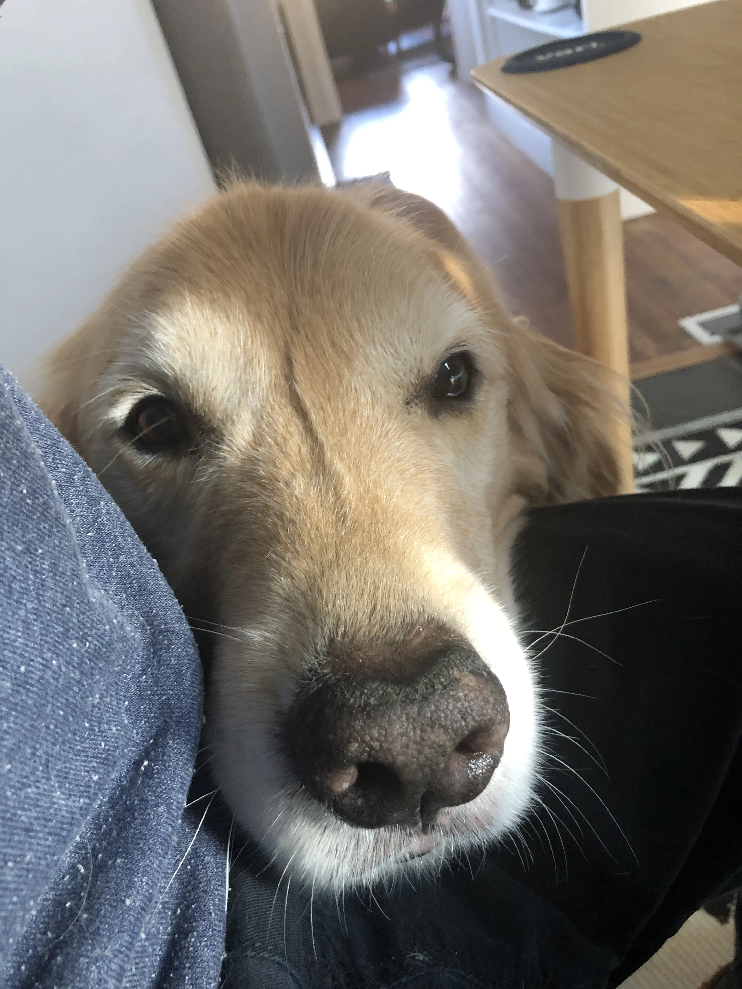 Newton the golden retriever