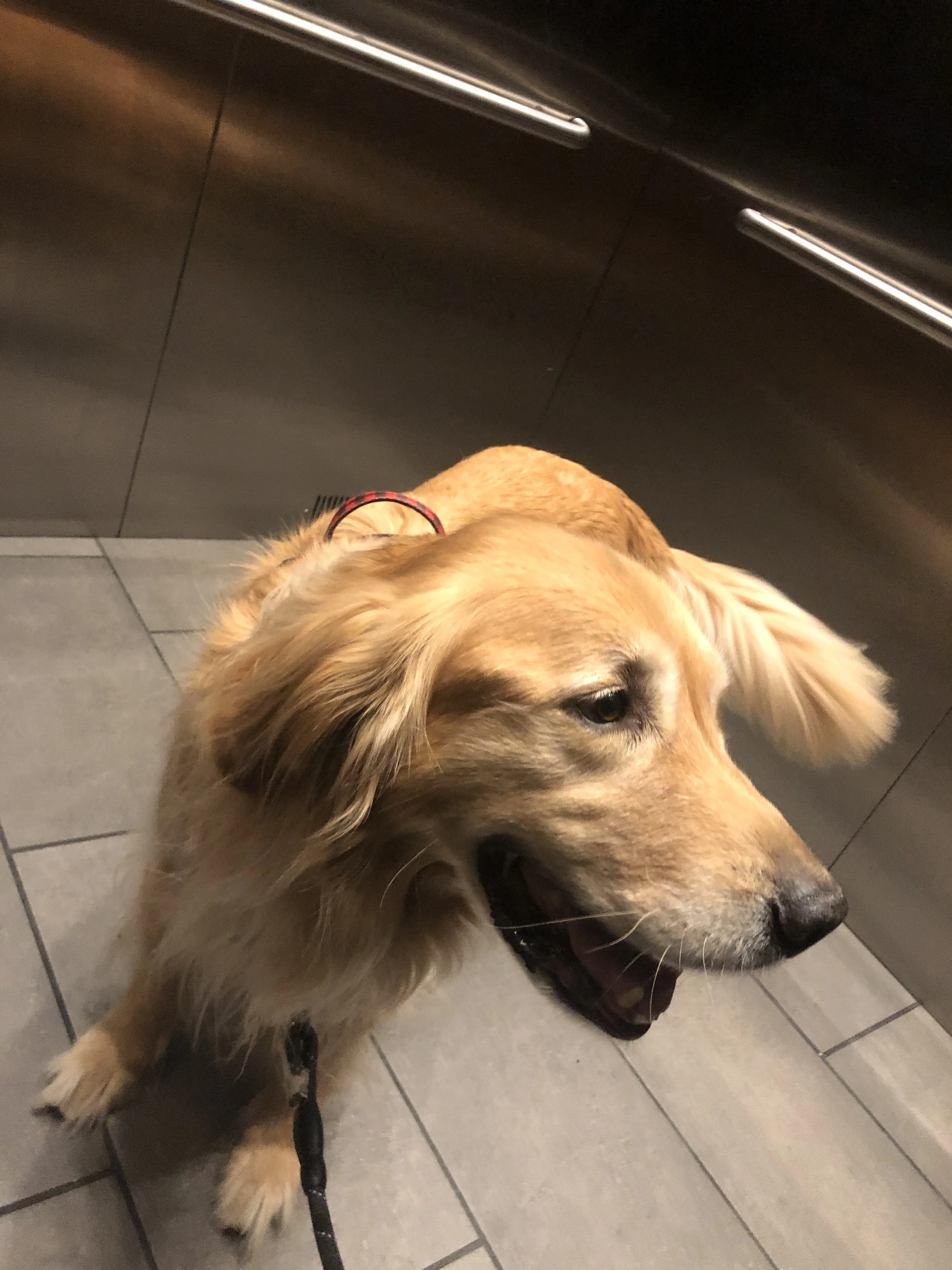 Newton the golden retriever