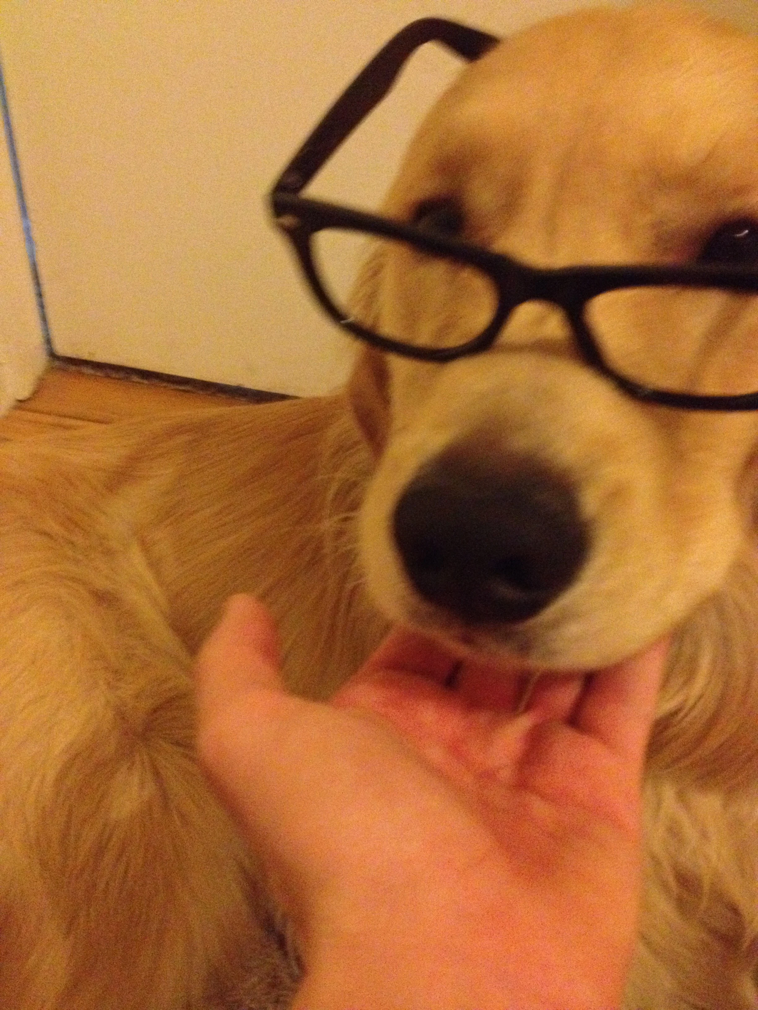 Newton the golden retriever