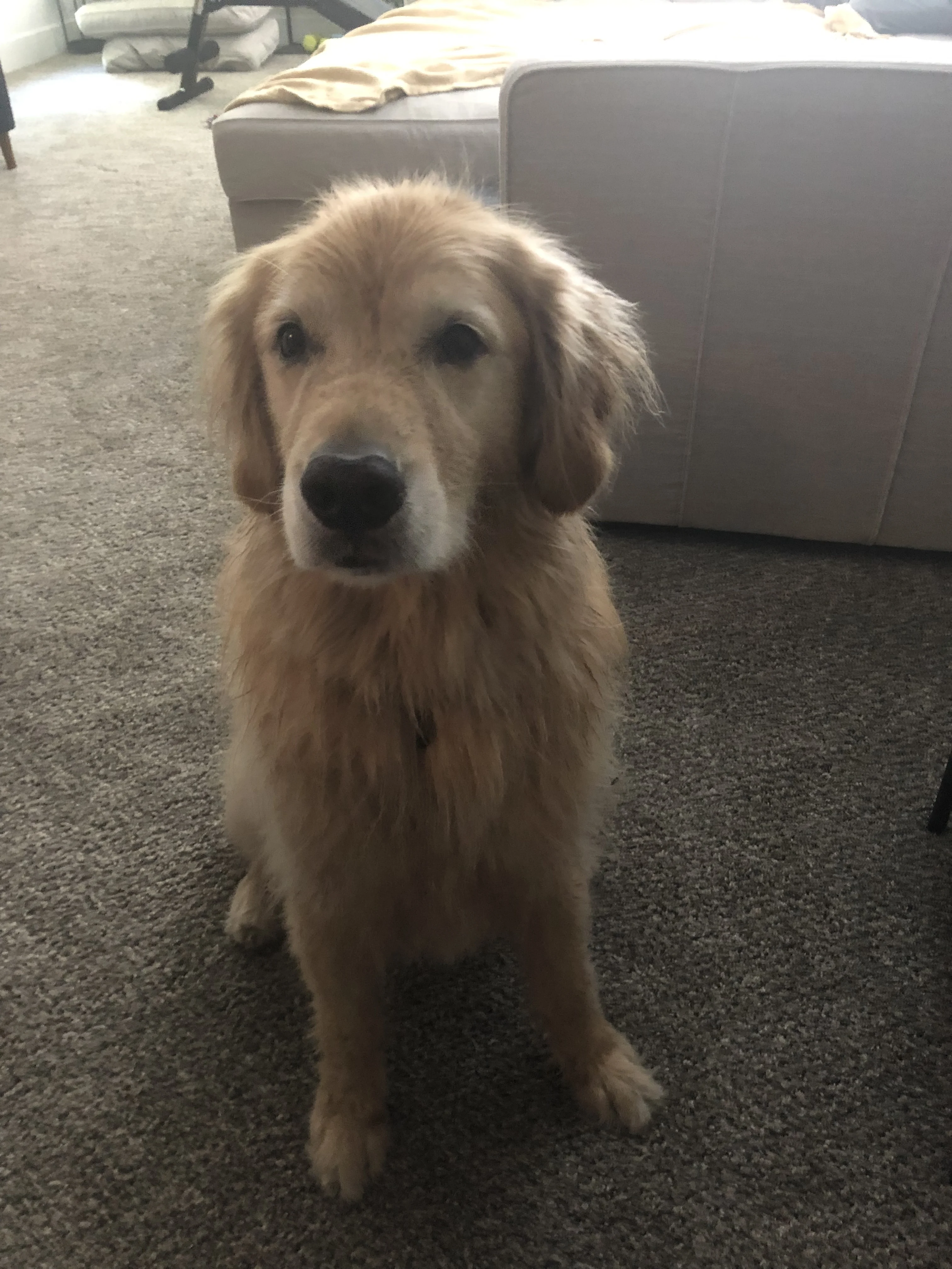 Newton the golden retriever