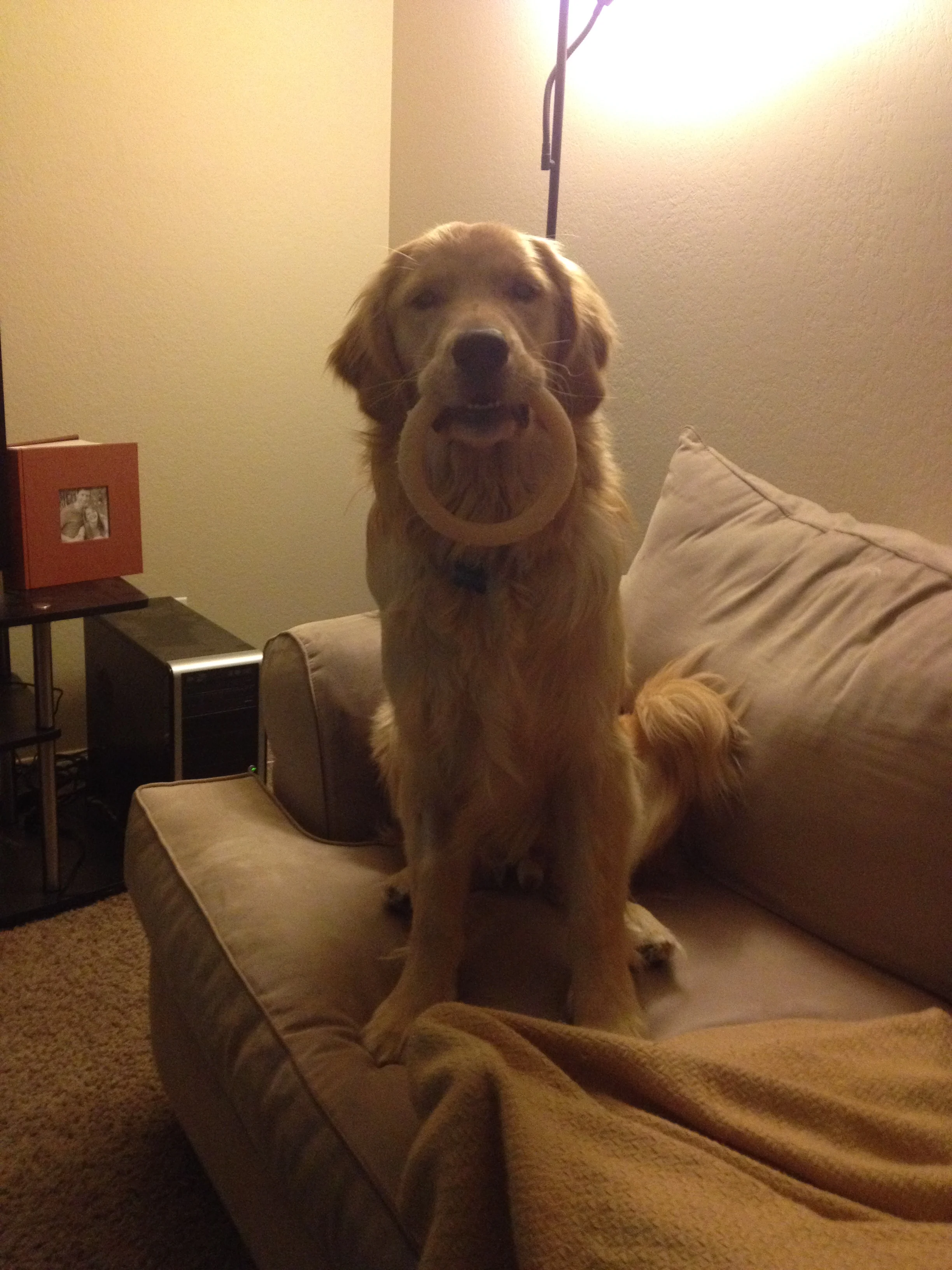 Newton the golden retriever