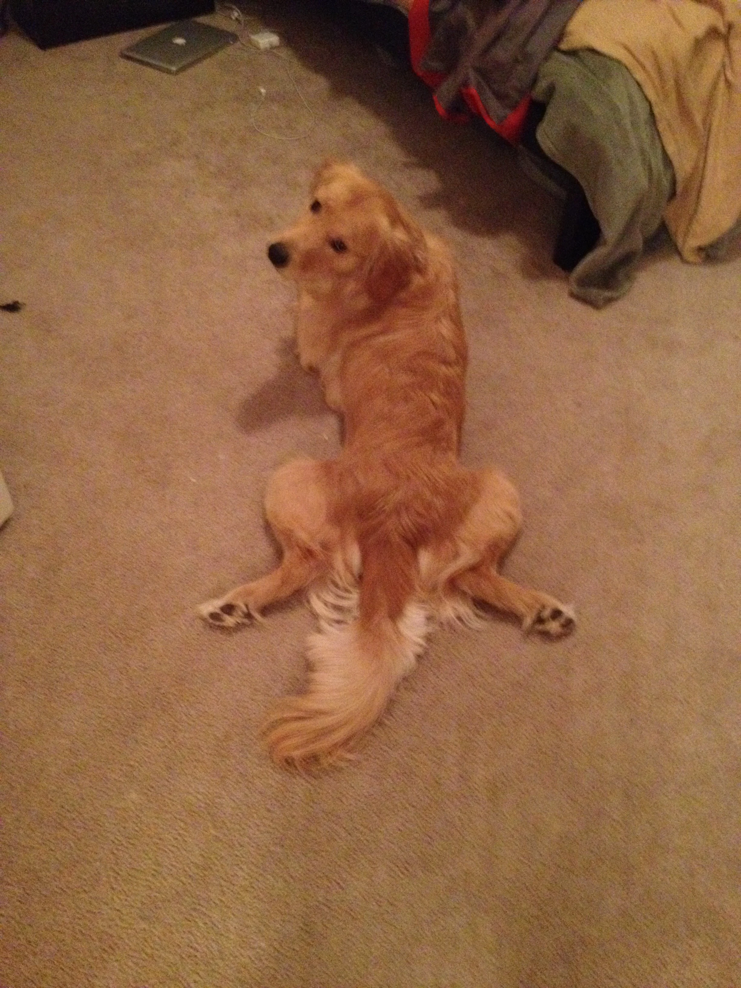 Newton the golden retriever