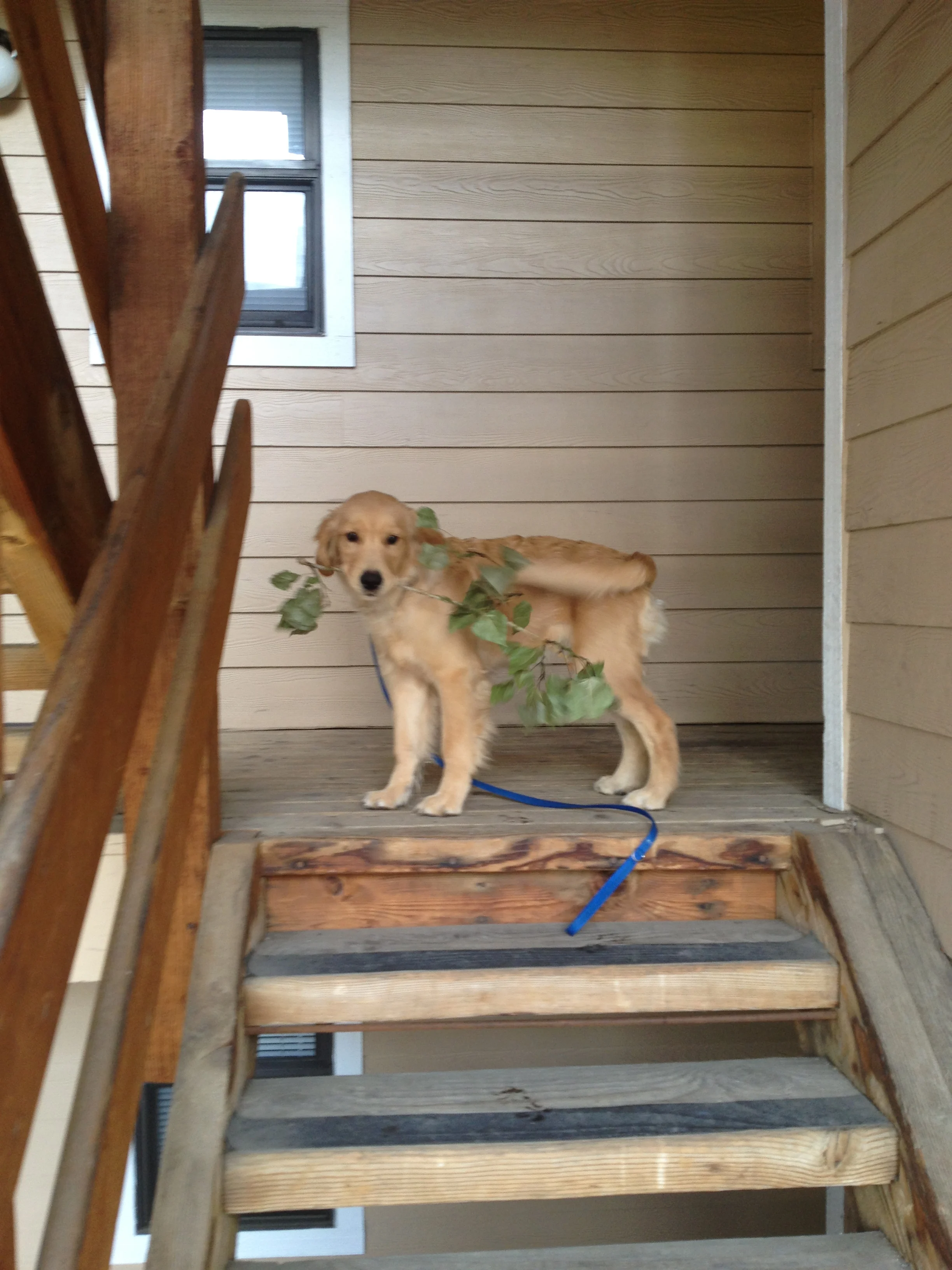 Newton the golden retriever