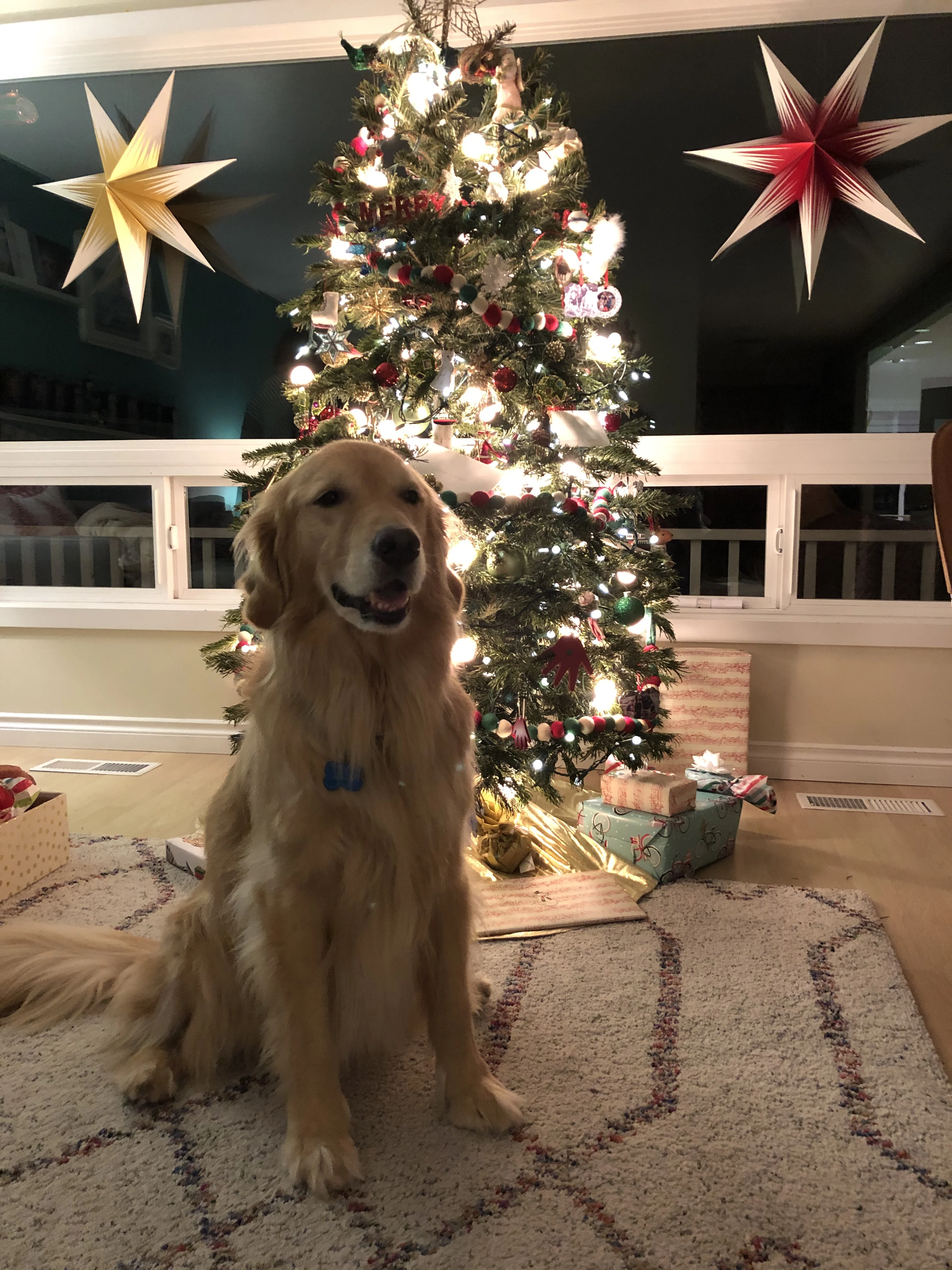 Newton the golden retriever