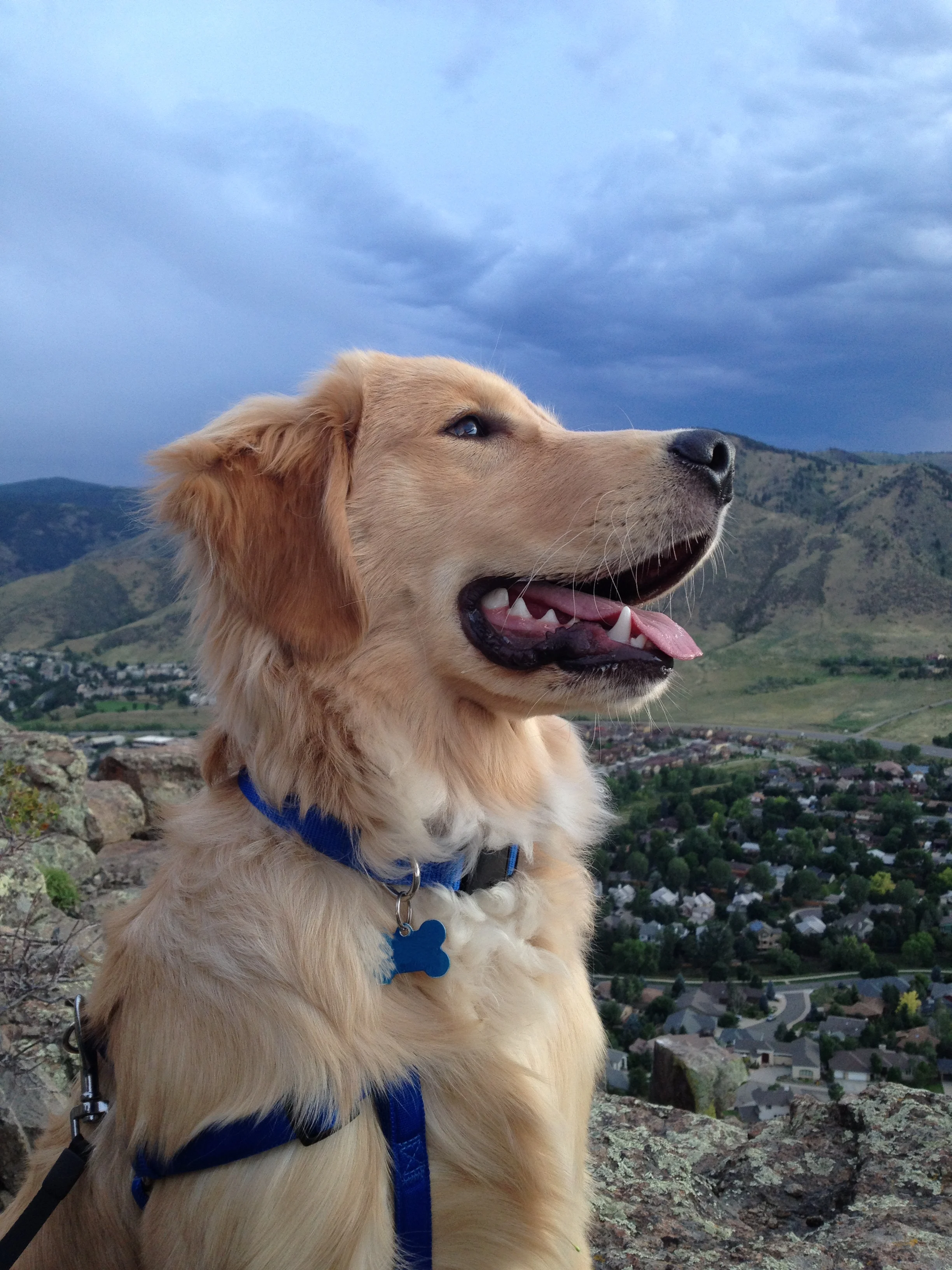 Newton the golden retriever