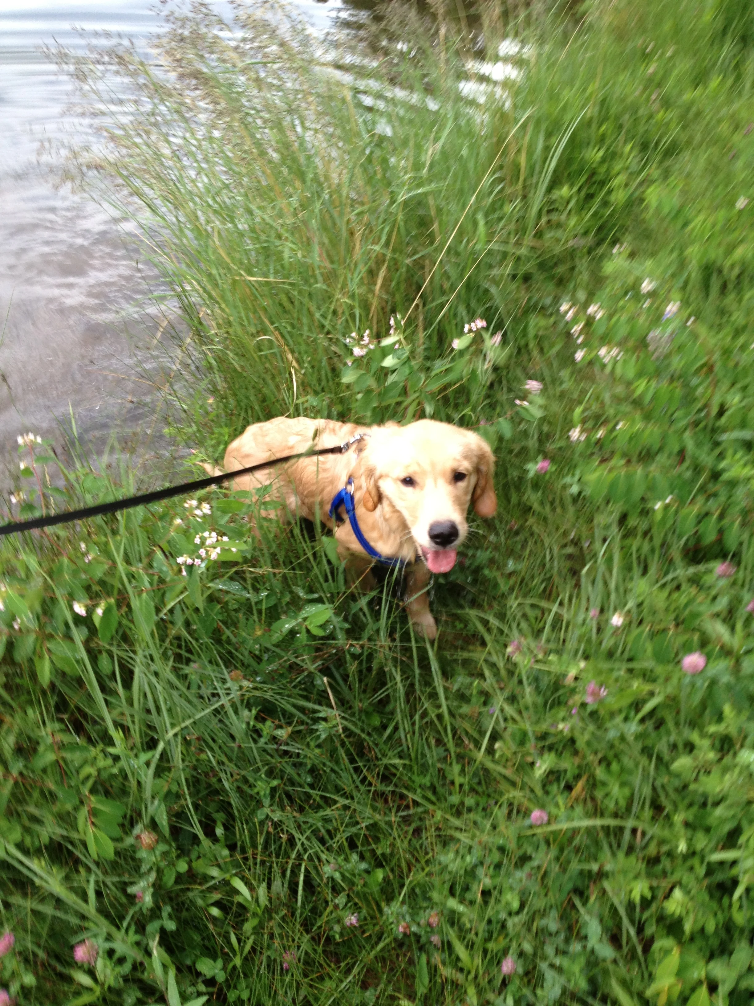 Newton the golden retriever