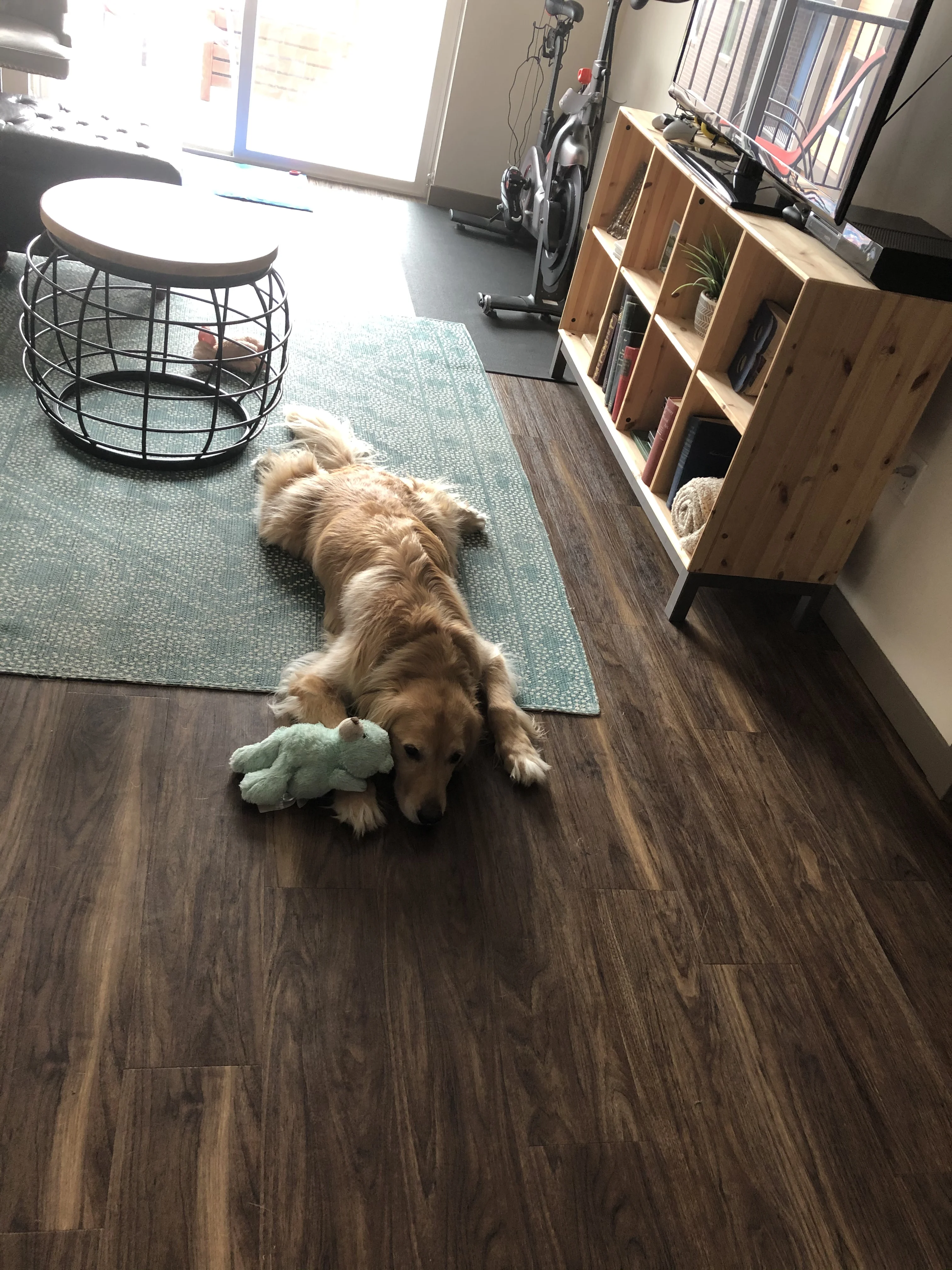 Newton the golden retriever