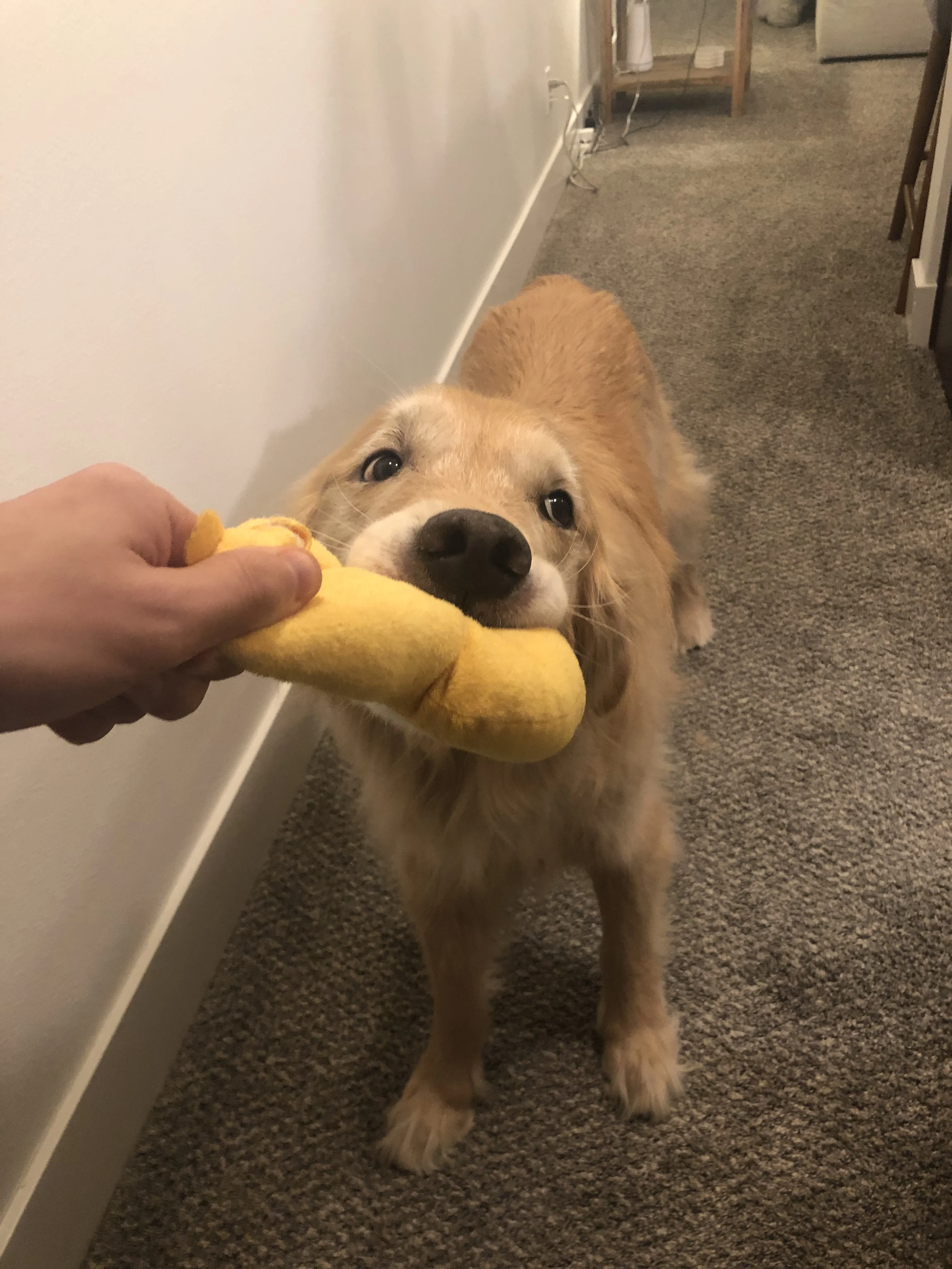 Newton the golden retriever