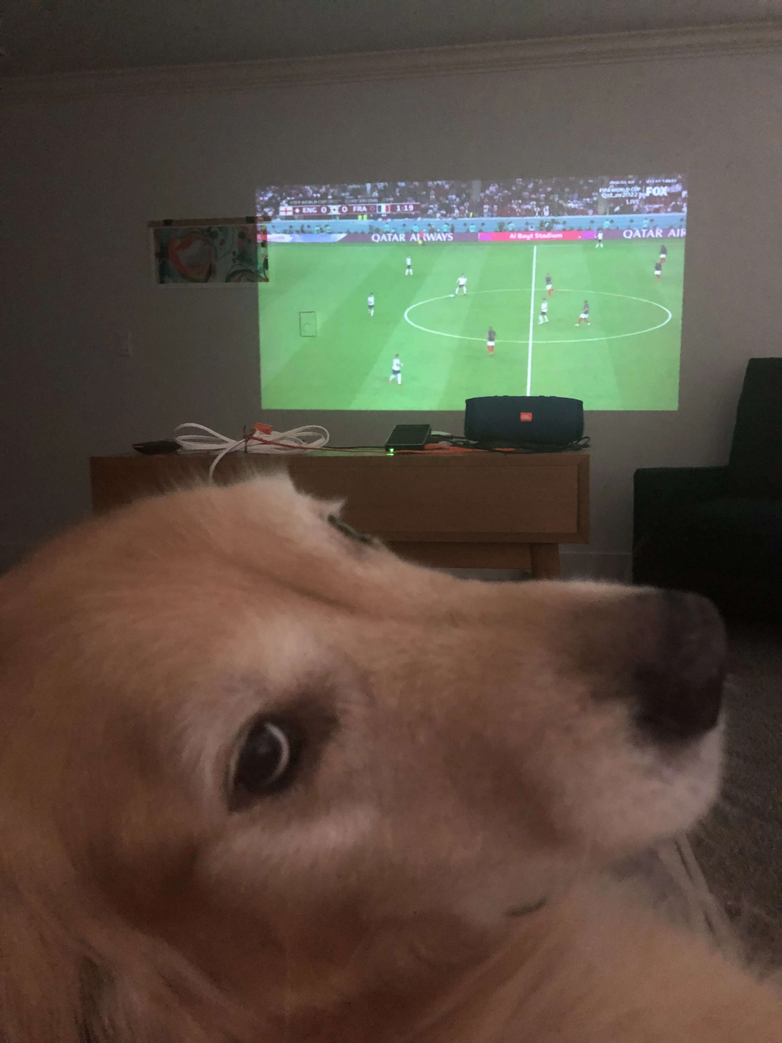 Newton the golden retriever