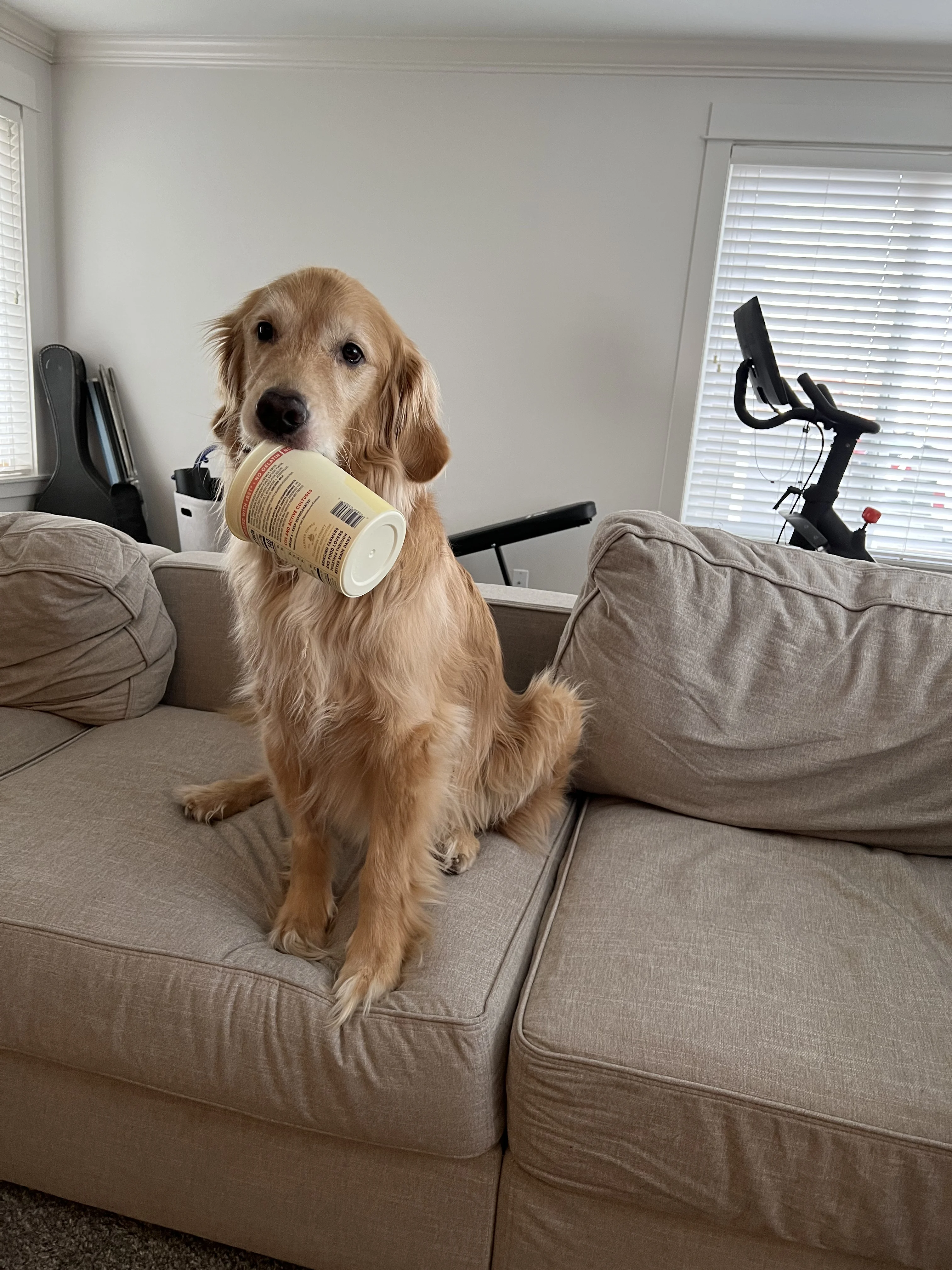 Newton the golden retriever