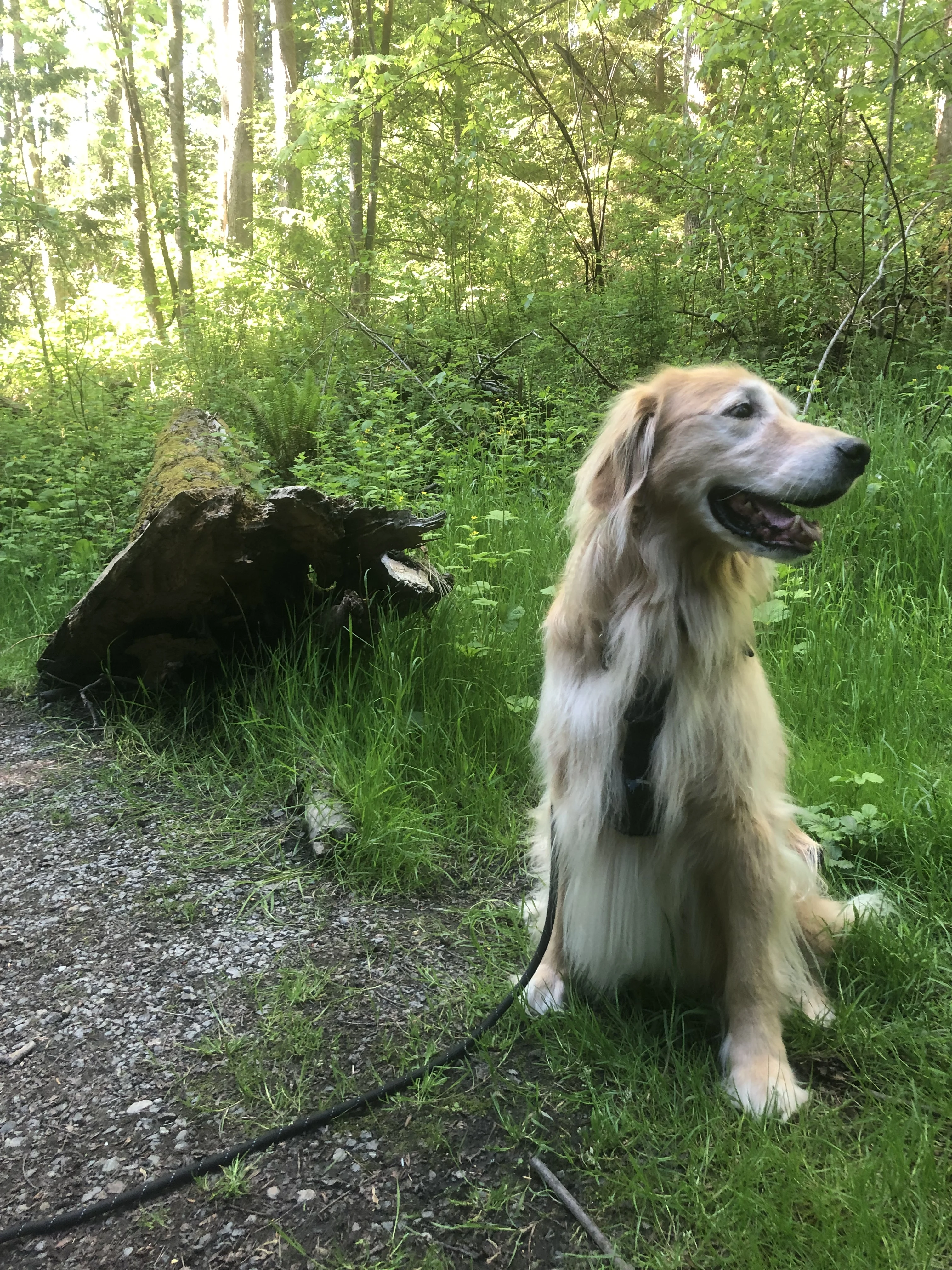 Newton the golden retriever