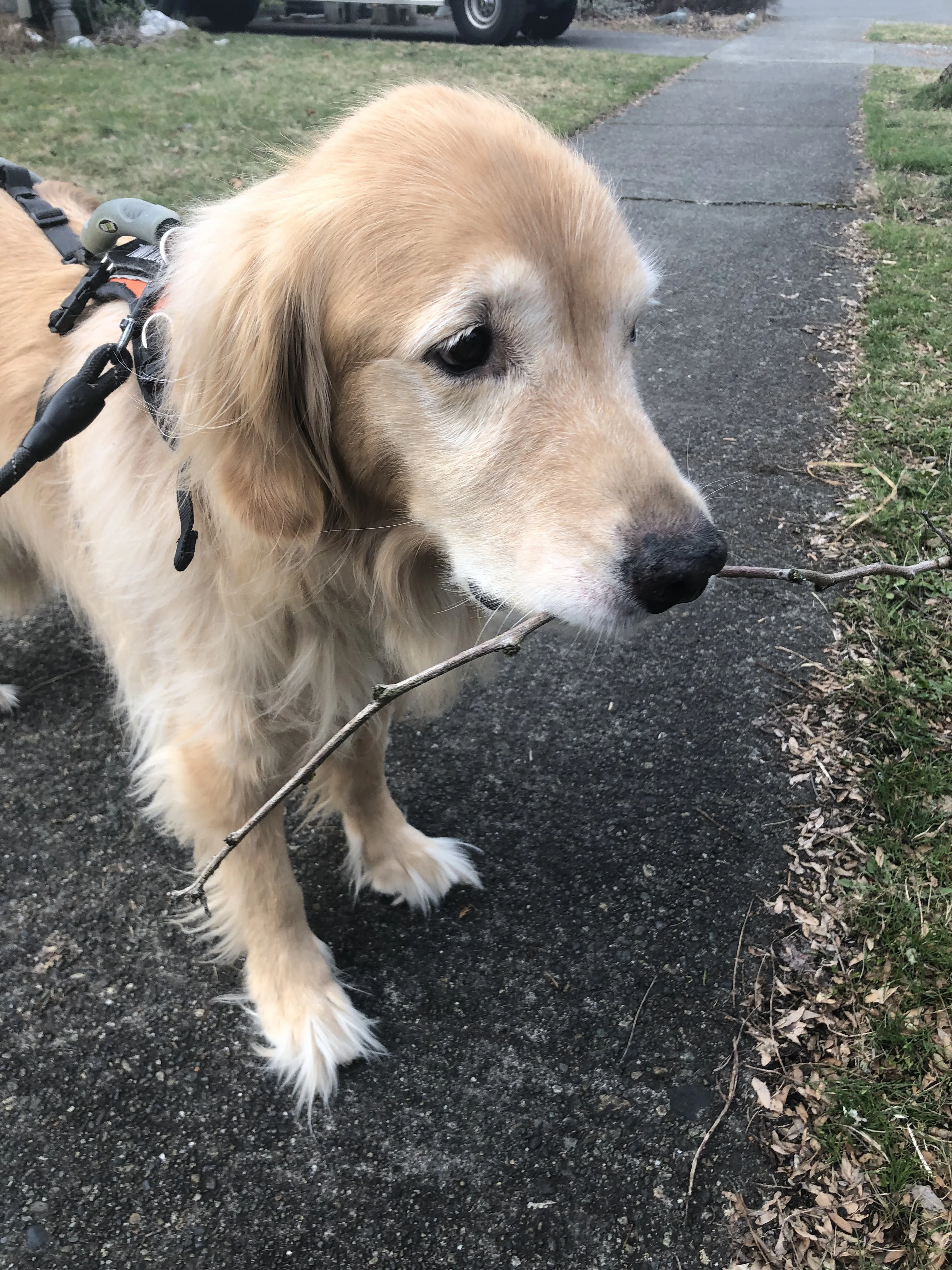 Newton the golden retriever