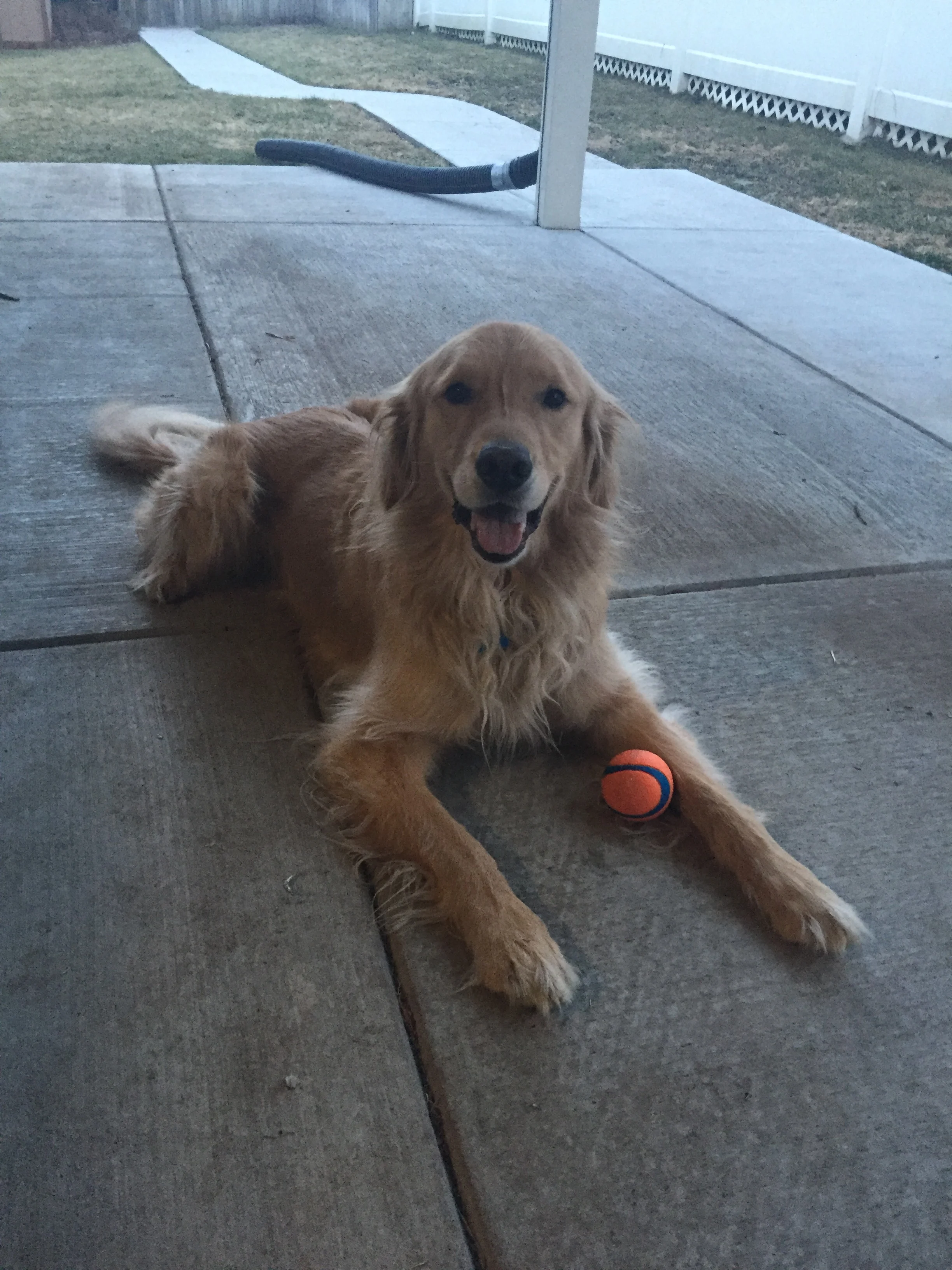 Newton the golden retriever
