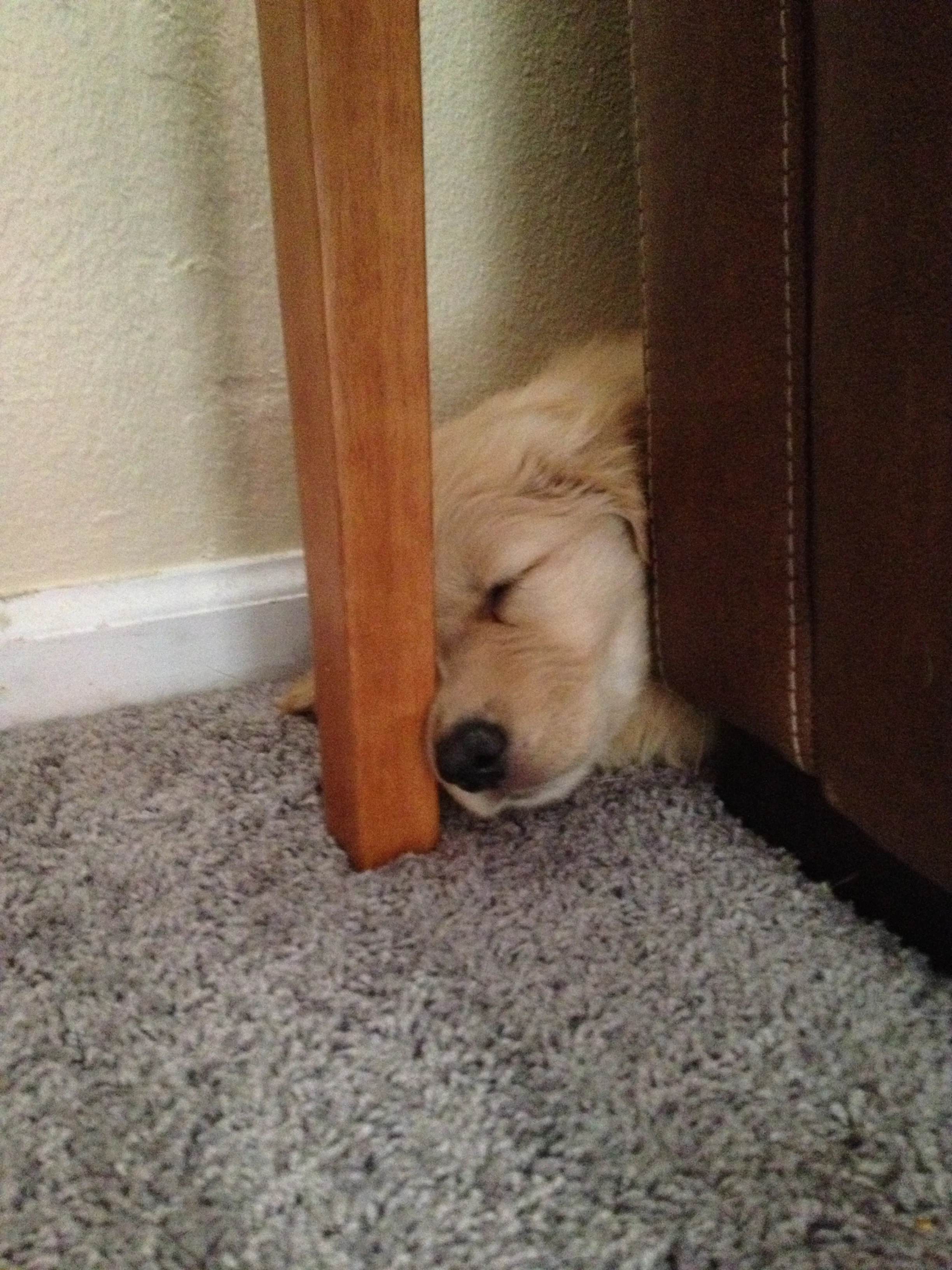 Newton the golden retriever