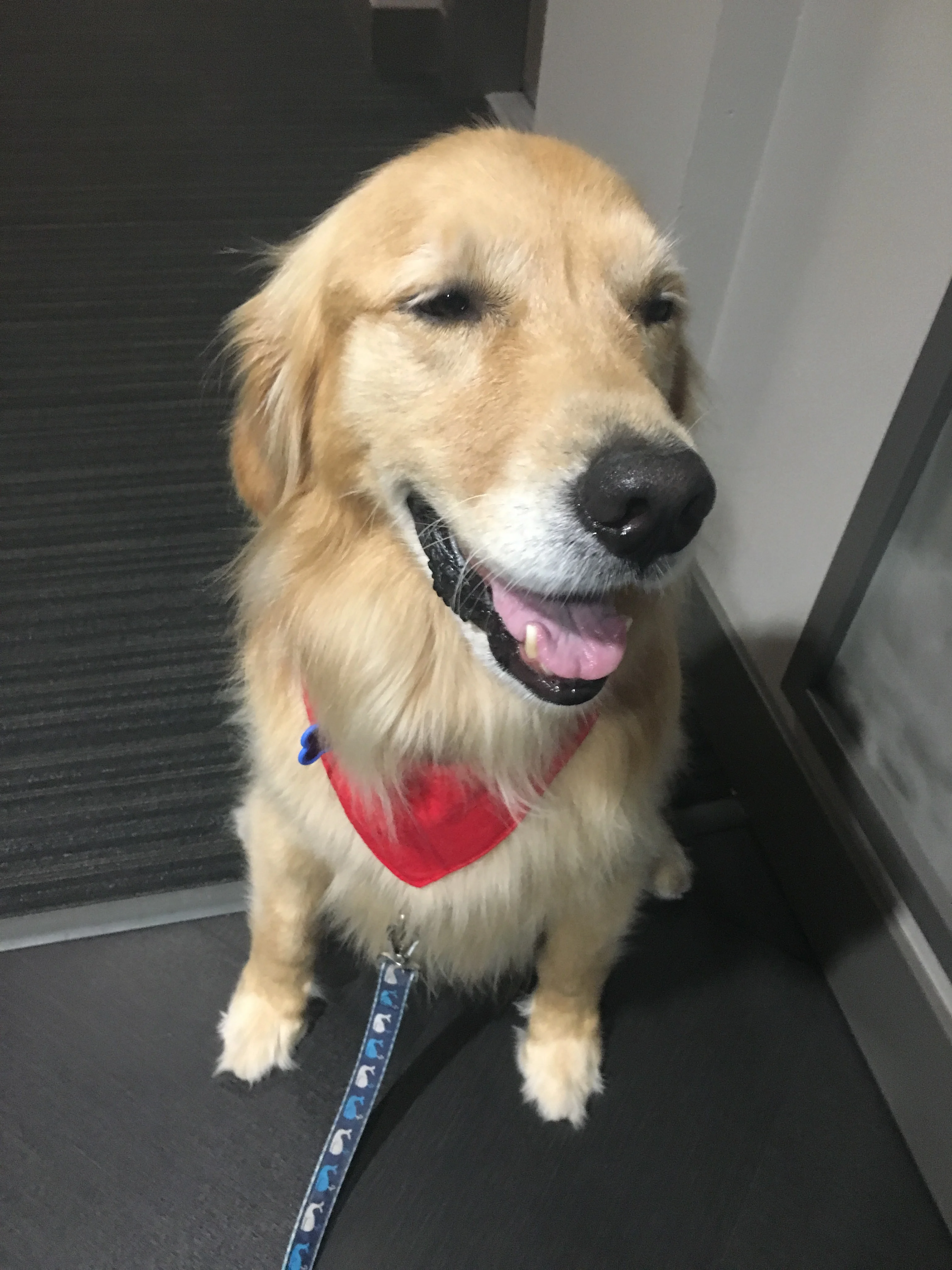 Newton the golden retriever