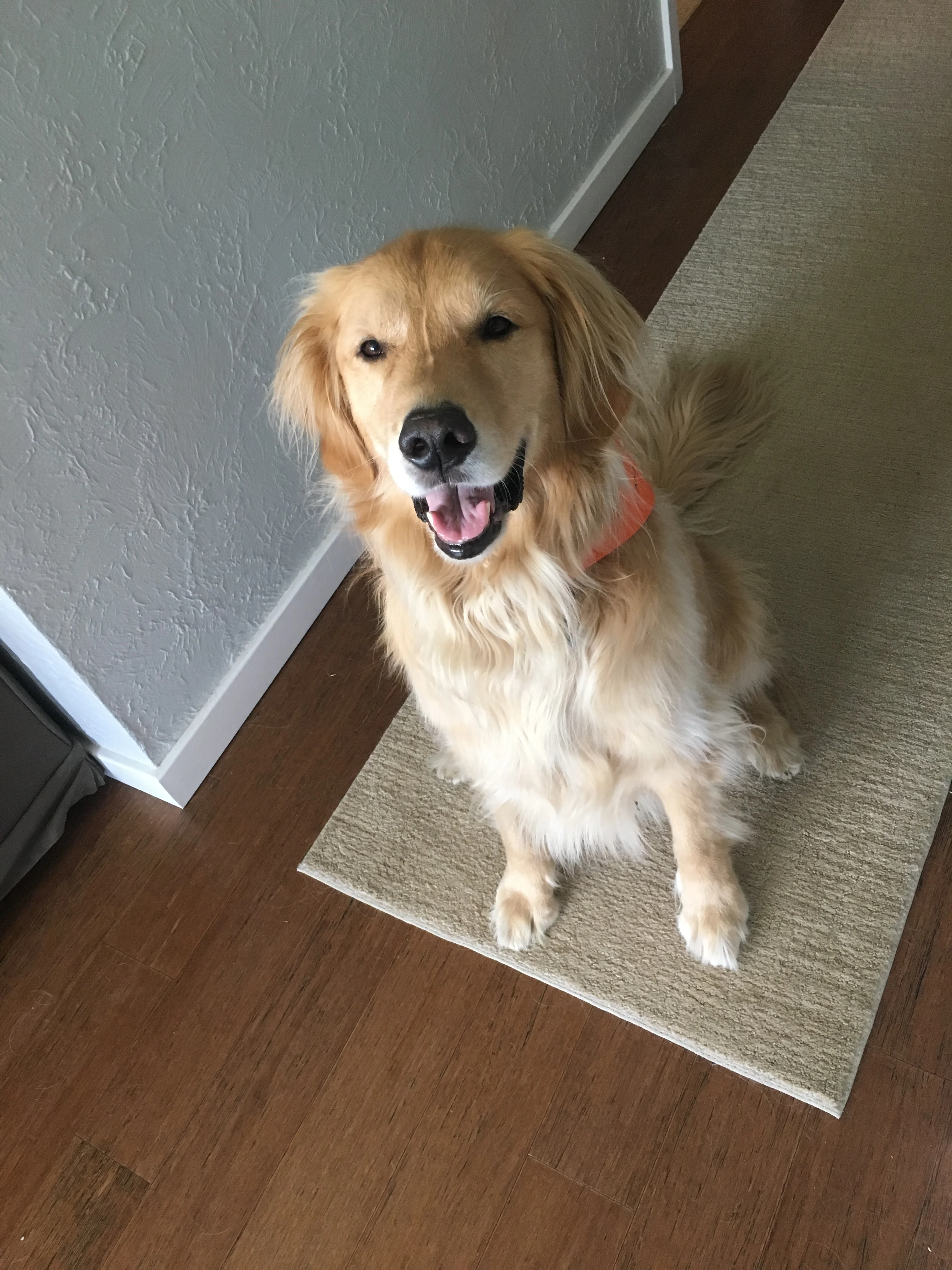 Newton the golden retriever