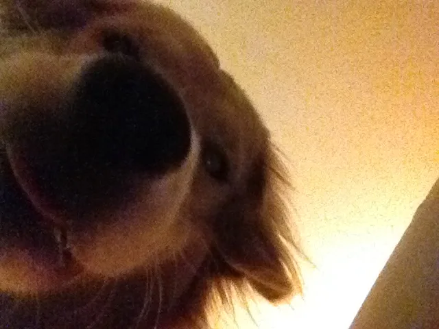 Newton the golden retriever