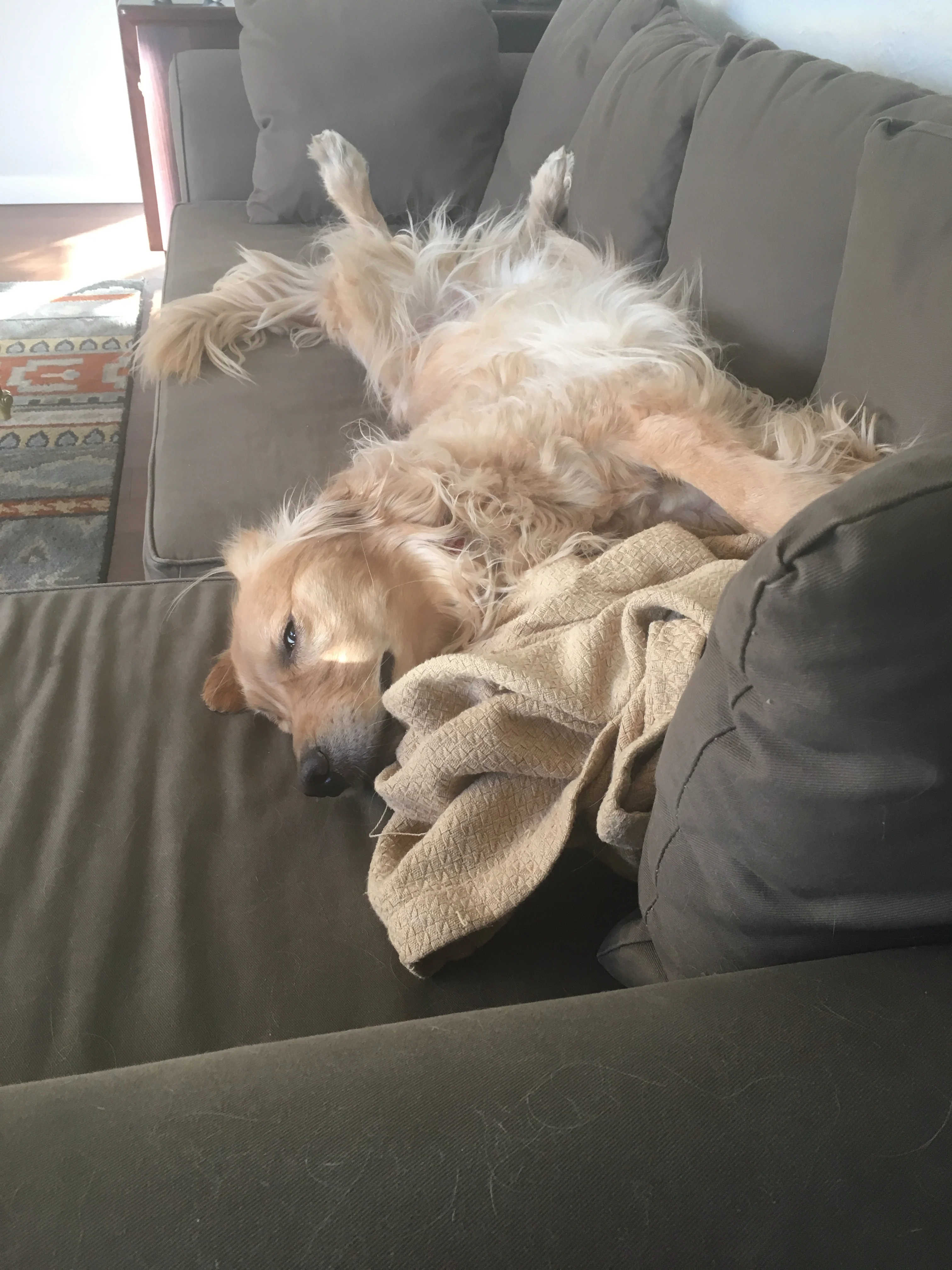 Newton the golden retriever