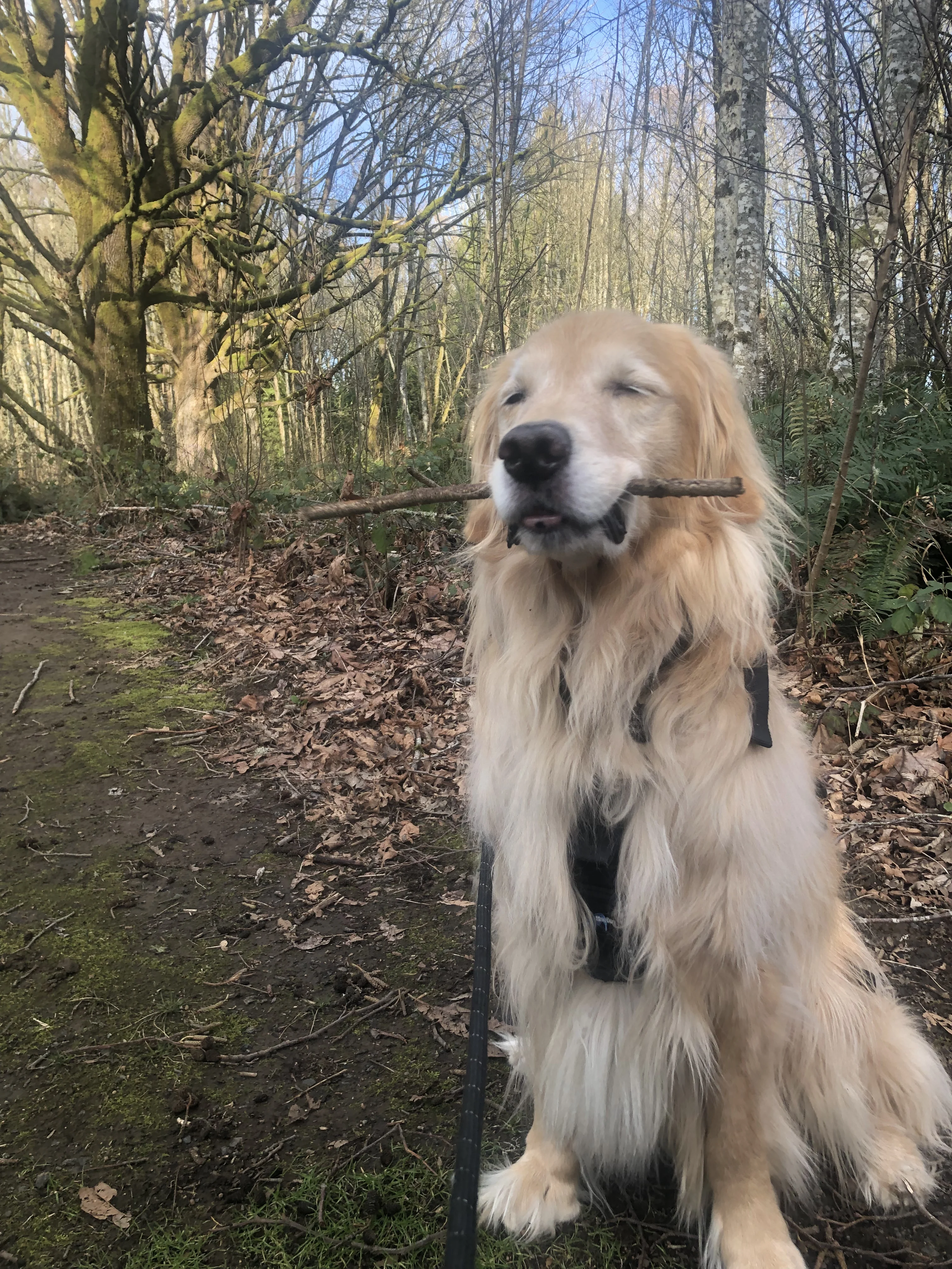 Newton the golden retriever