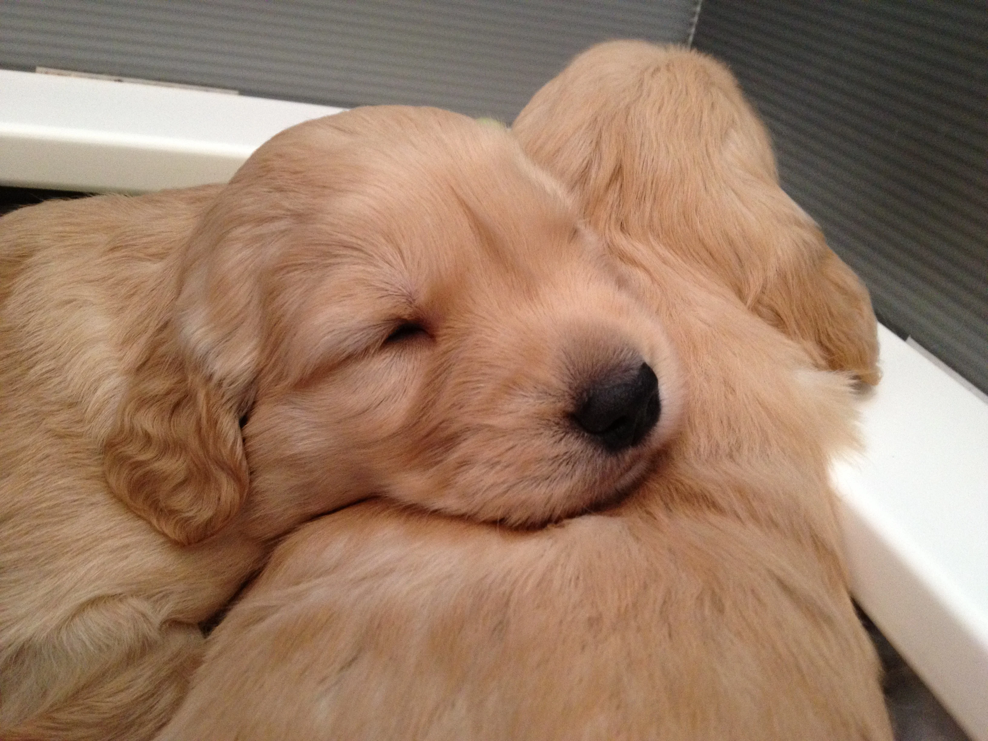 Newton the golden retriever