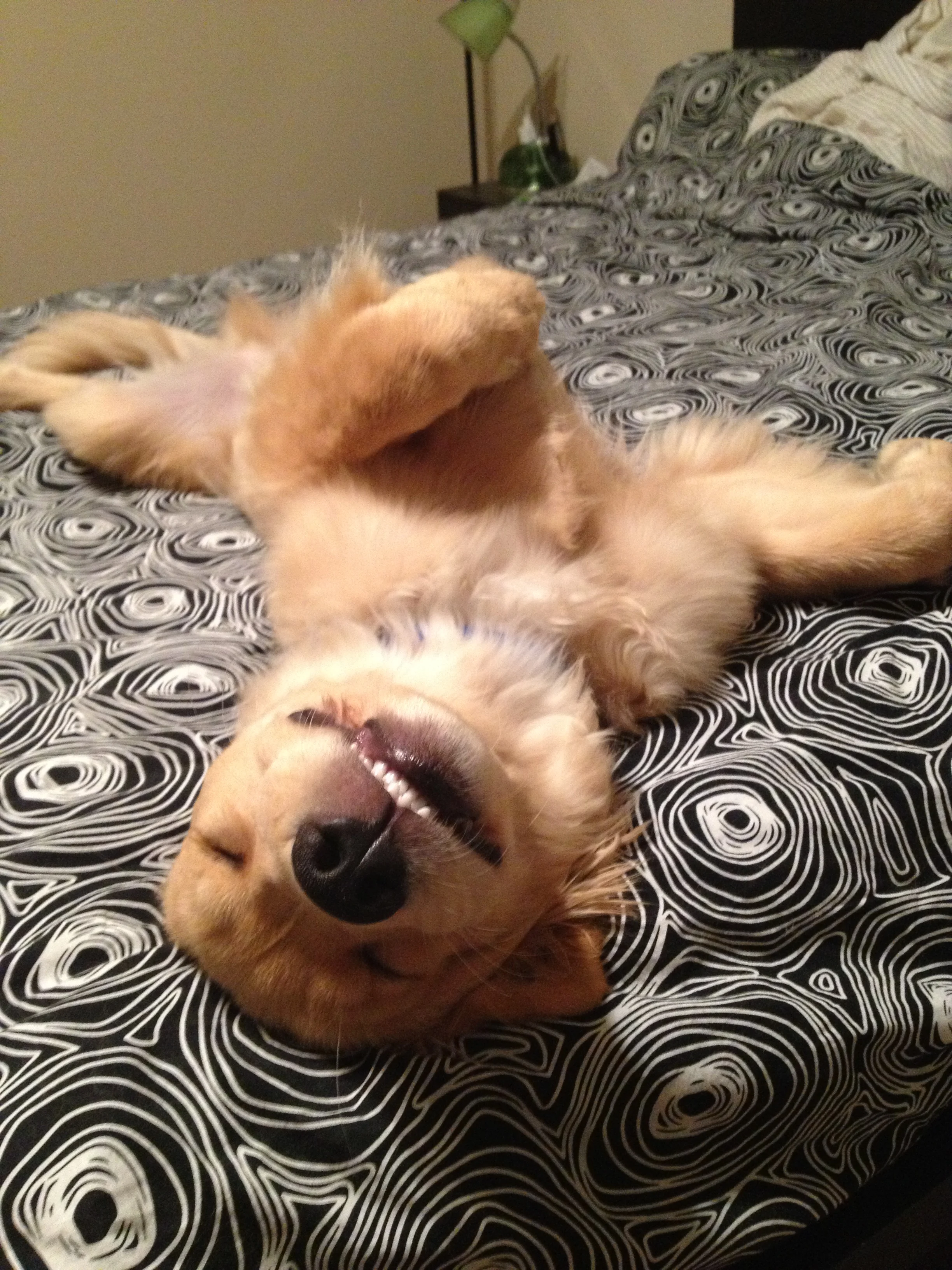 Newton the golden retriever