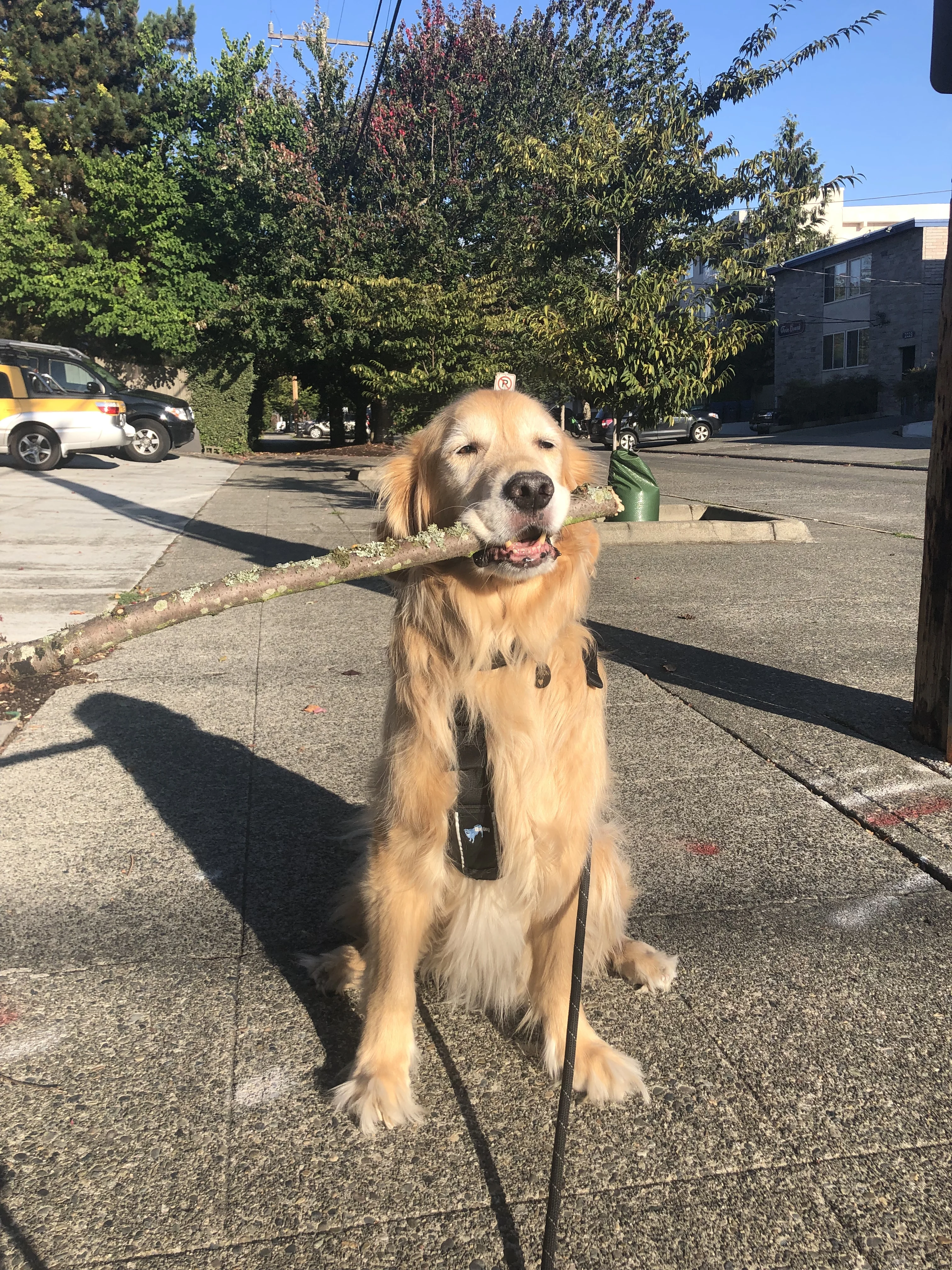 Newton the golden retriever