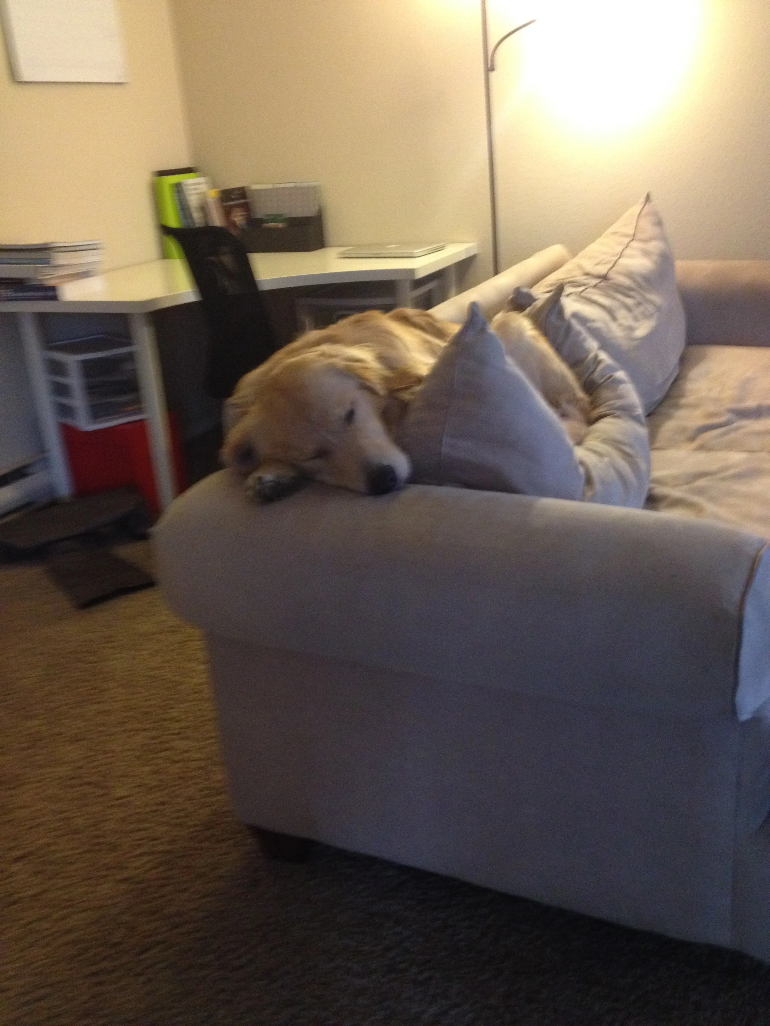 Newton the golden retriever