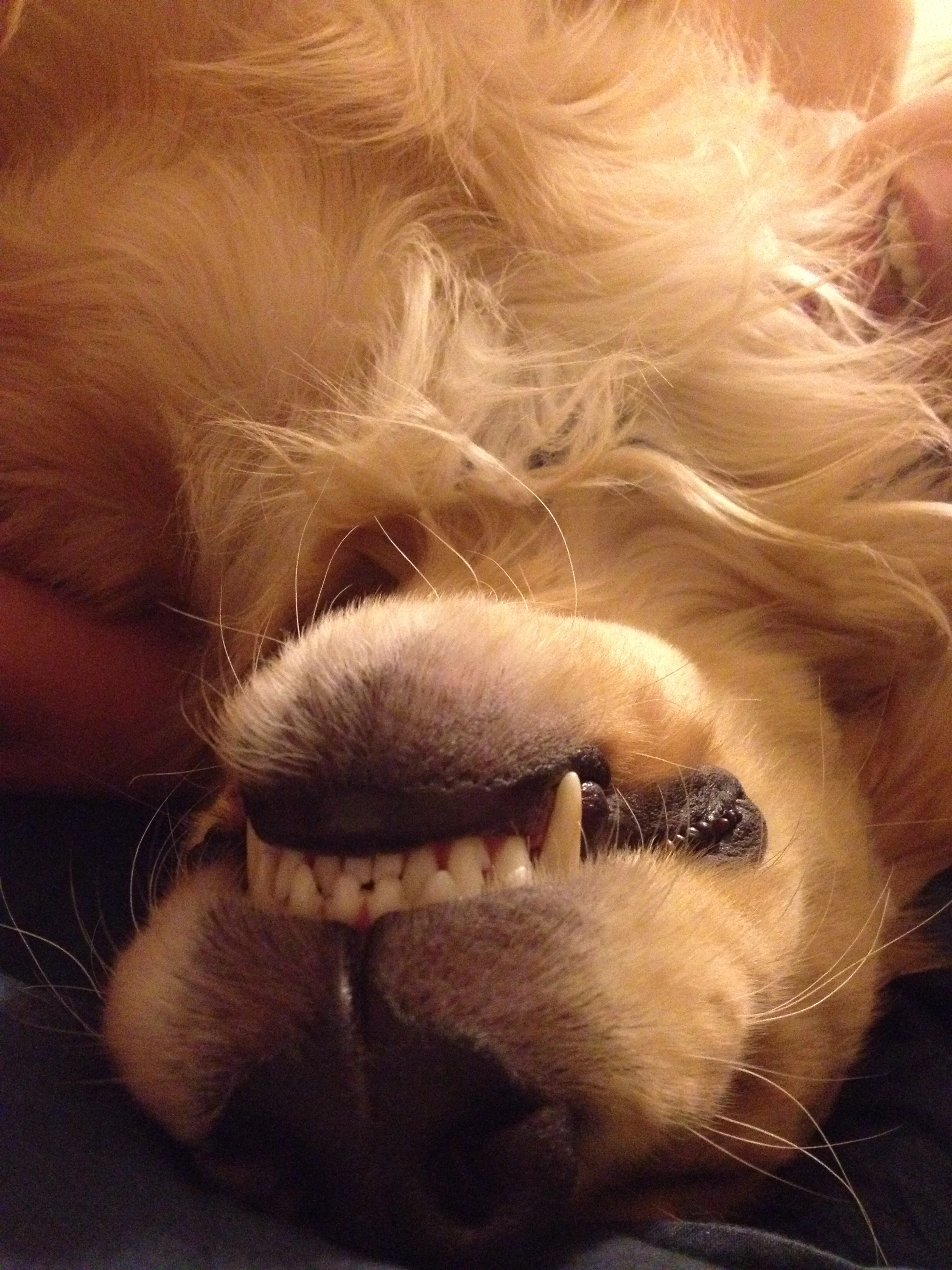 Newton the golden retriever
