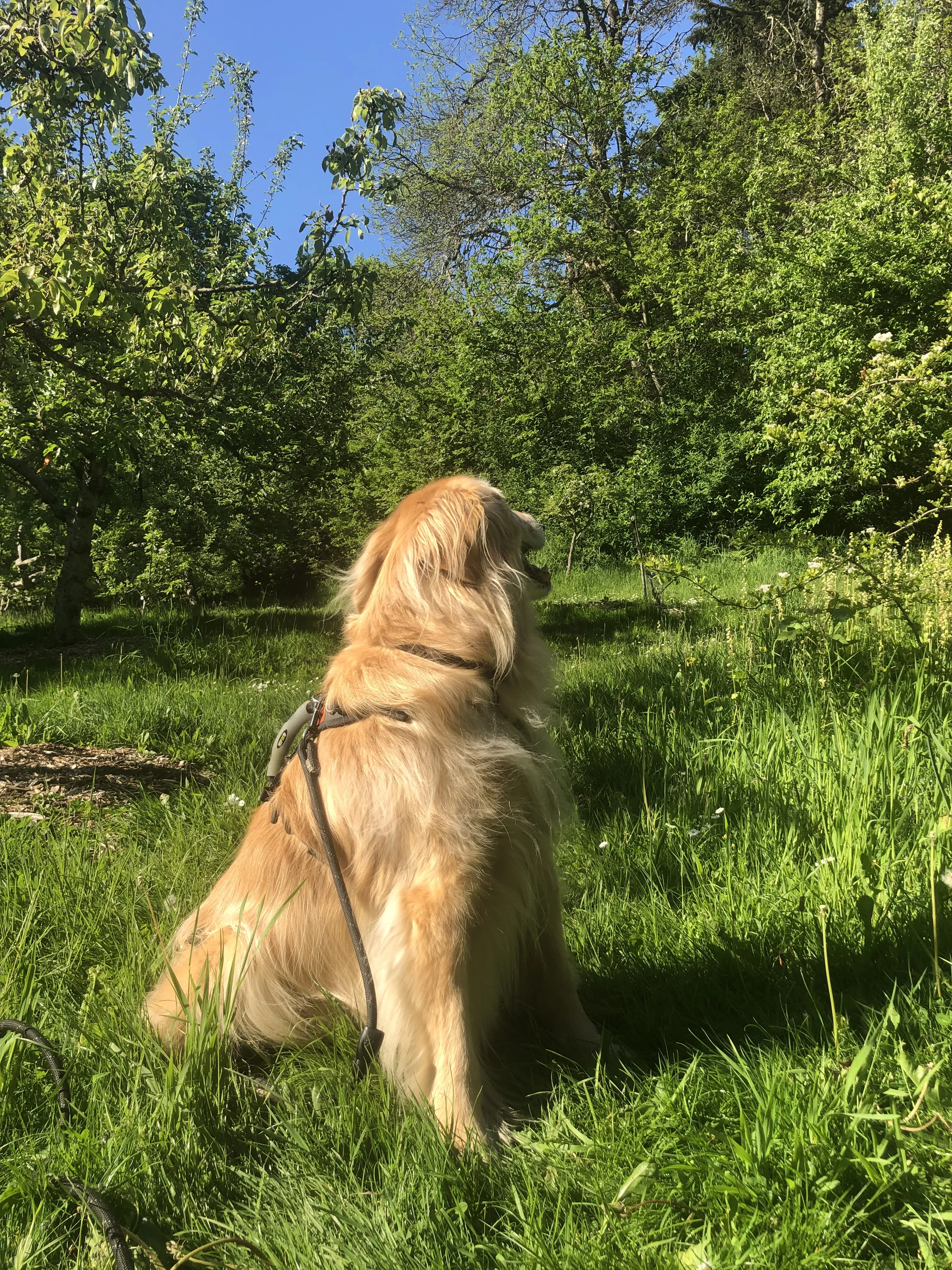 Newton the golden retriever