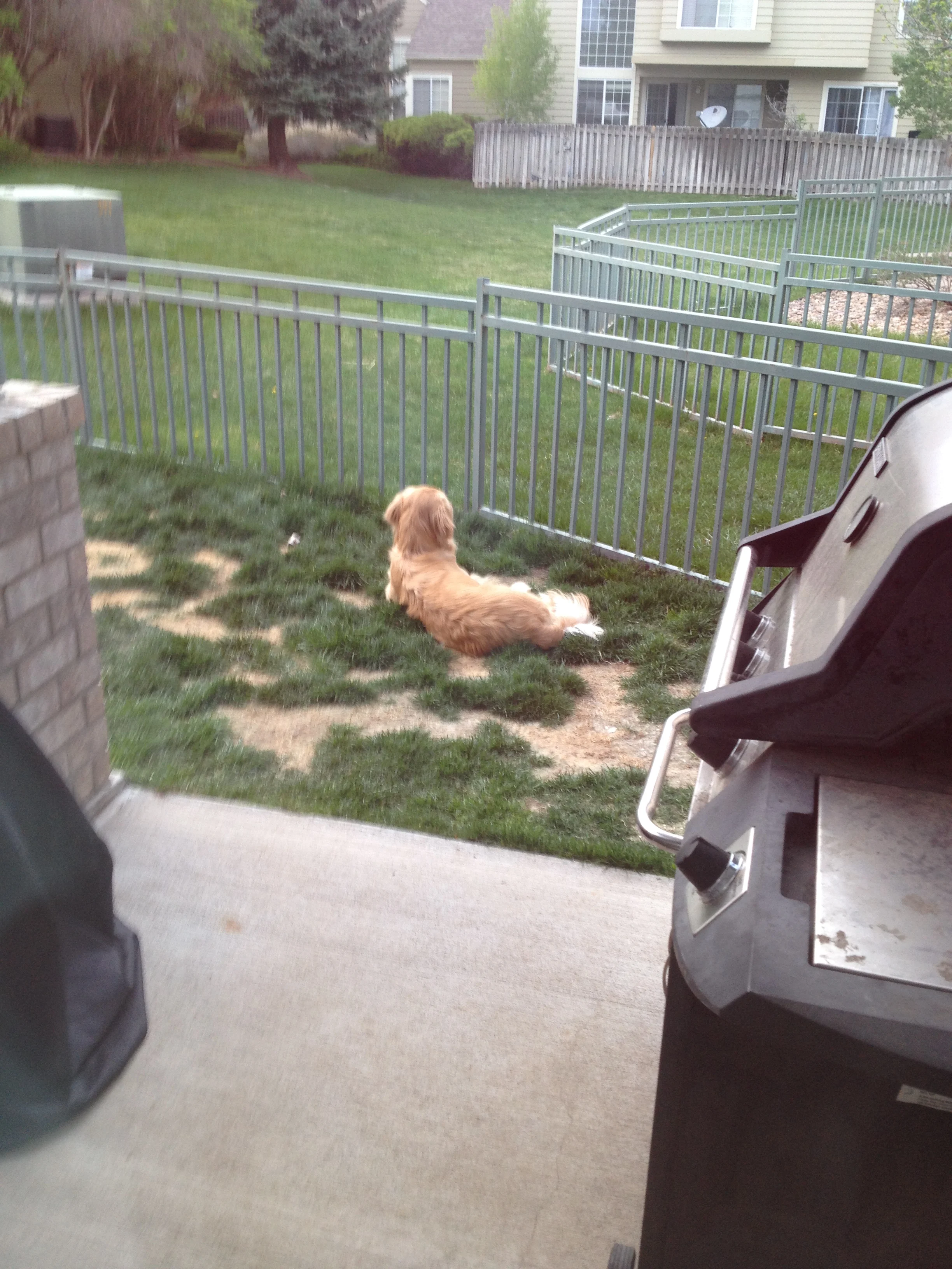 Newton the golden retriever