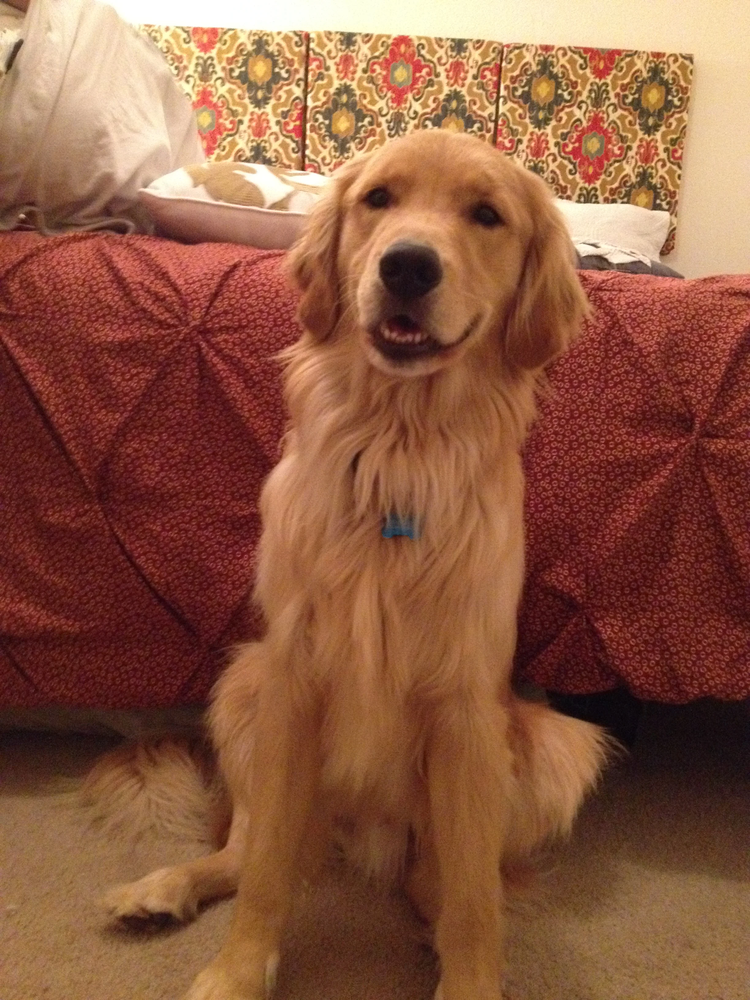 Newton the golden retriever