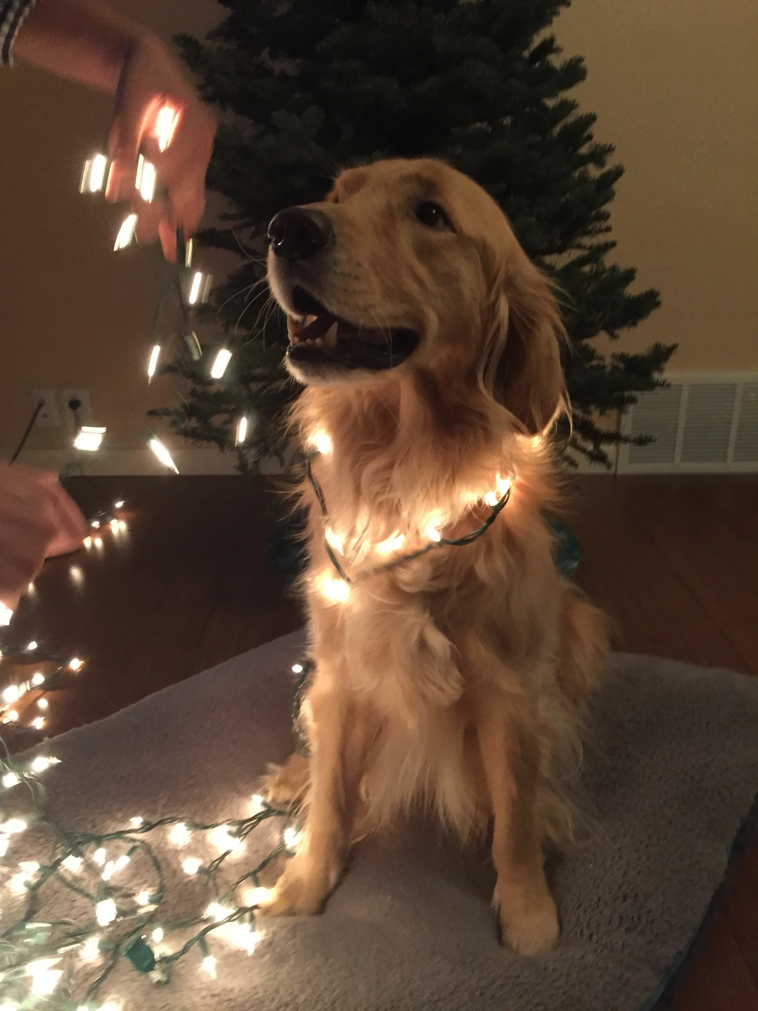 Newton the golden retriever