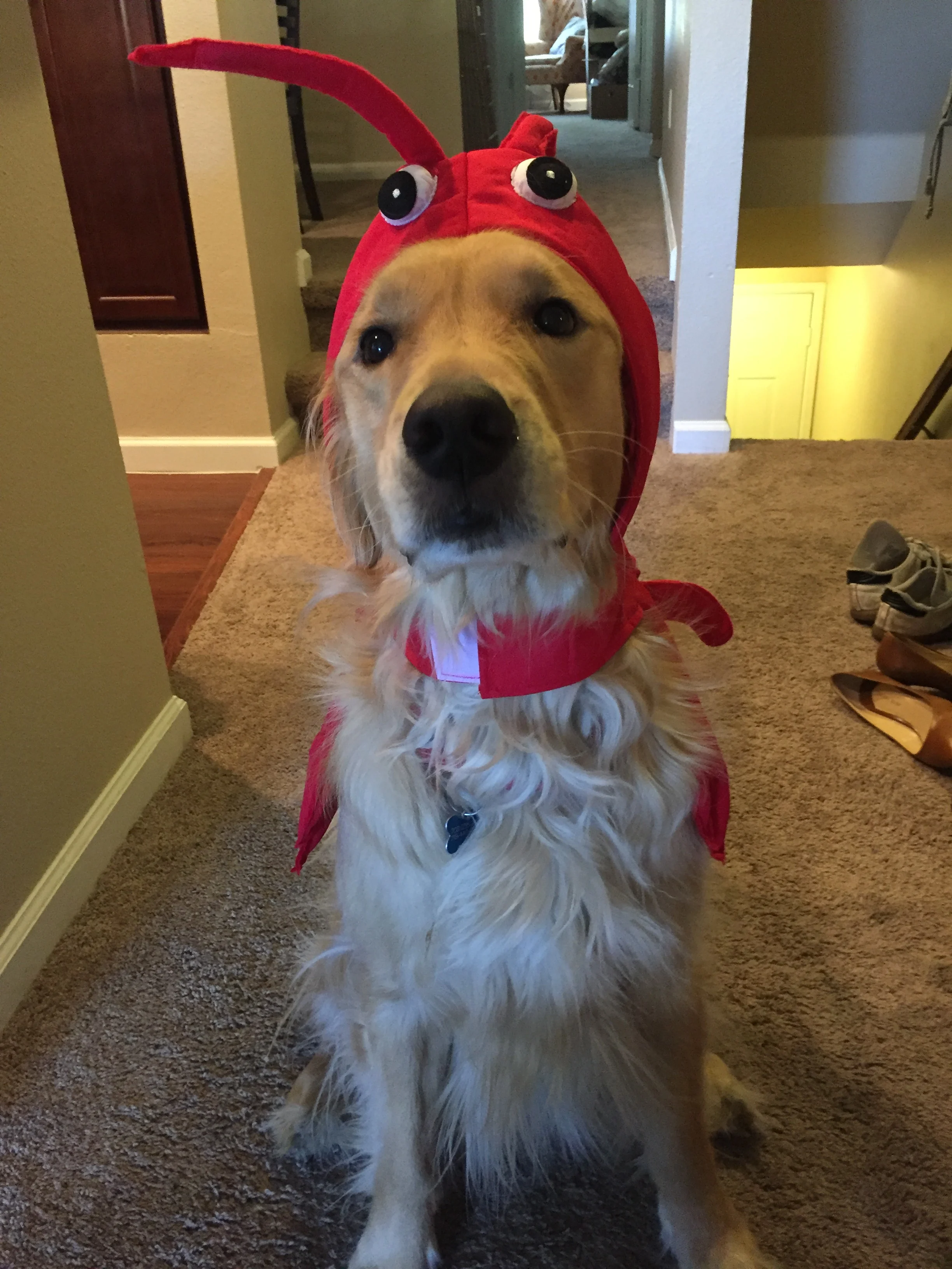 Newton the golden retriever