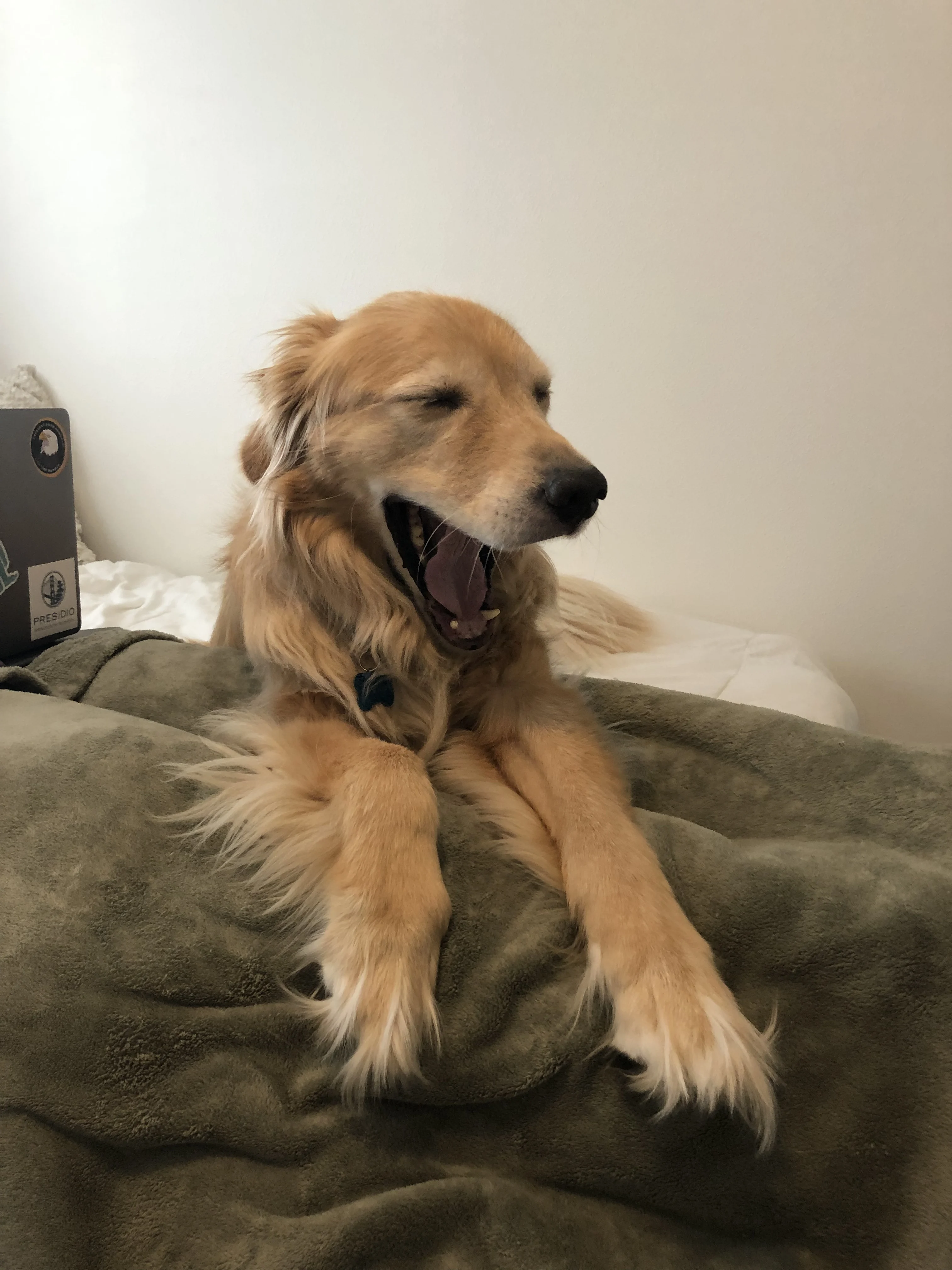 Newton the golden retriever