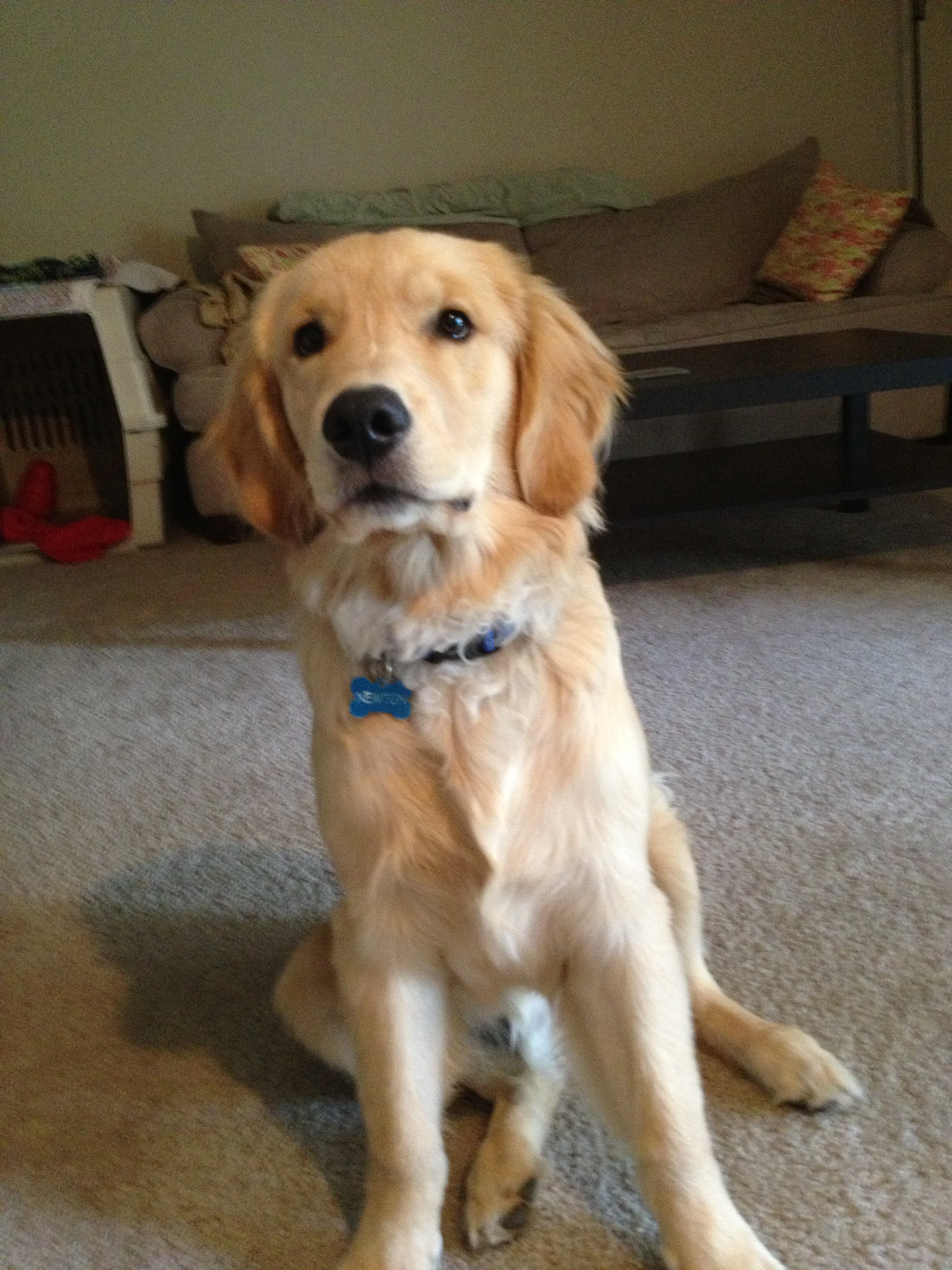 Newton the golden retriever
