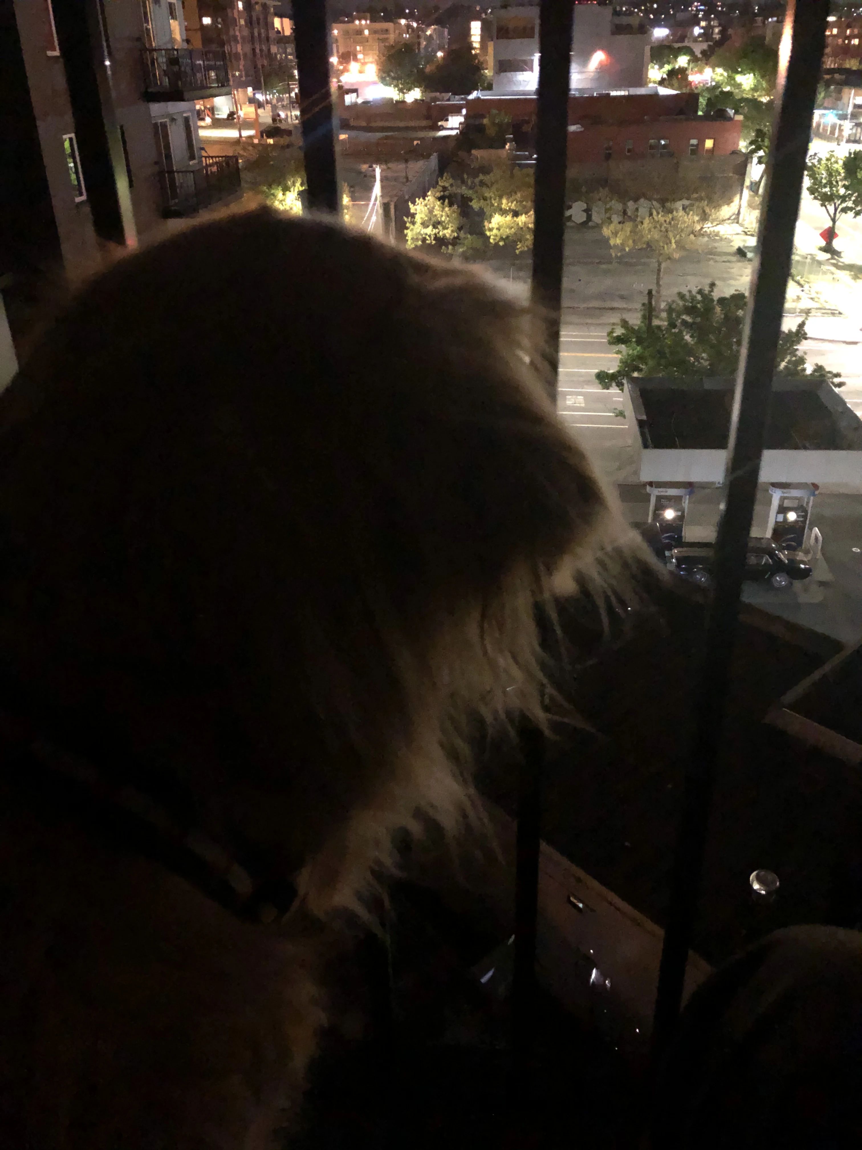 Newton the golden retriever
