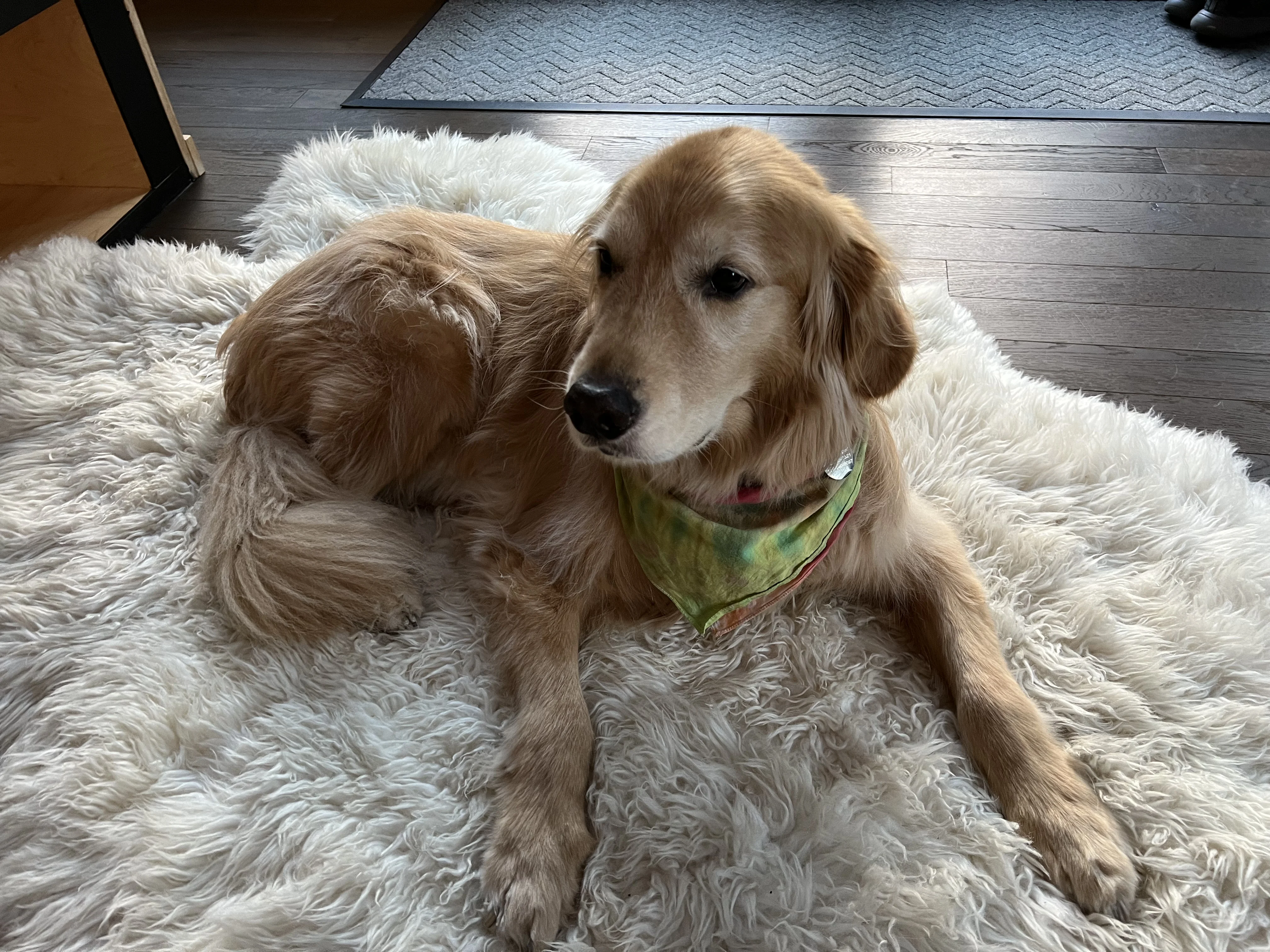 Newton the golden retriever