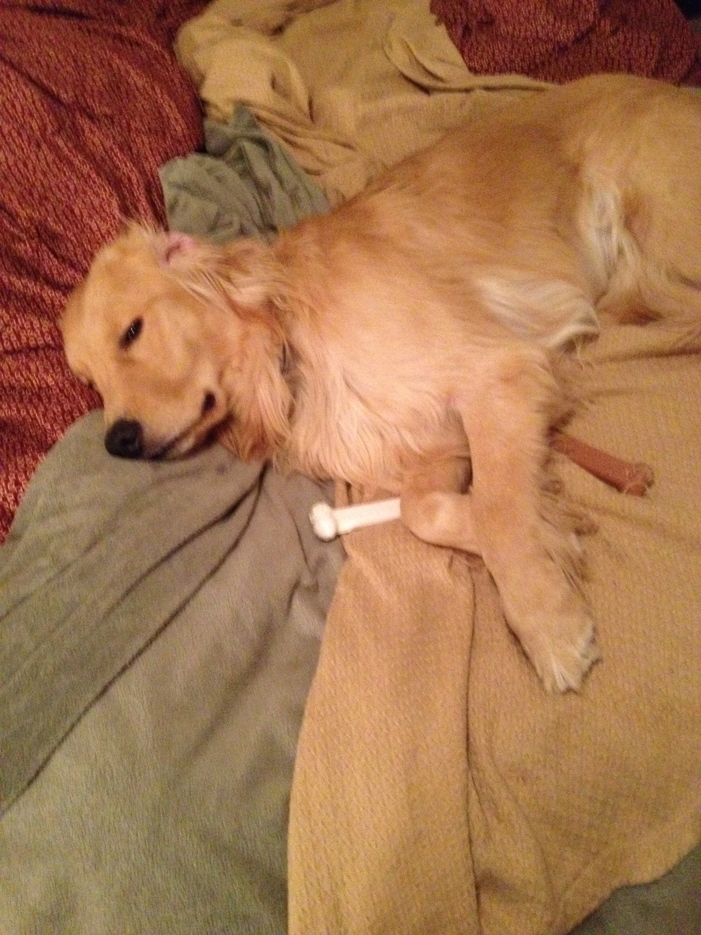 Newton the golden retriever laying on his side on the bed. One of his ears is turned inside out, and he is laying on top of two different dog bones.